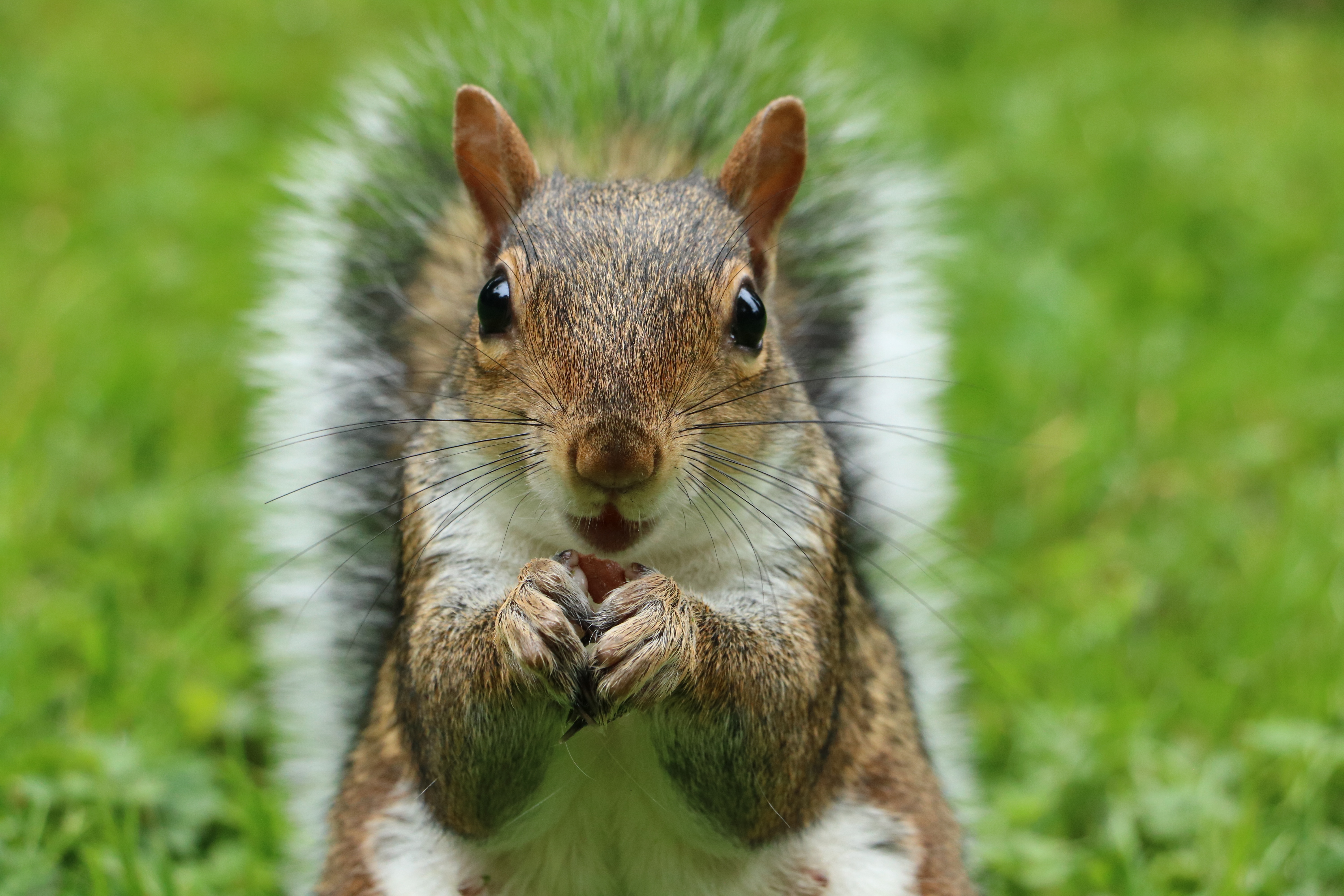 Laden Sie das Schnauze, Sicht, Tiere, Flauschige, Meinung, Eichhörnchen-Bild kostenlos auf Ihren PC-Desktop herunter