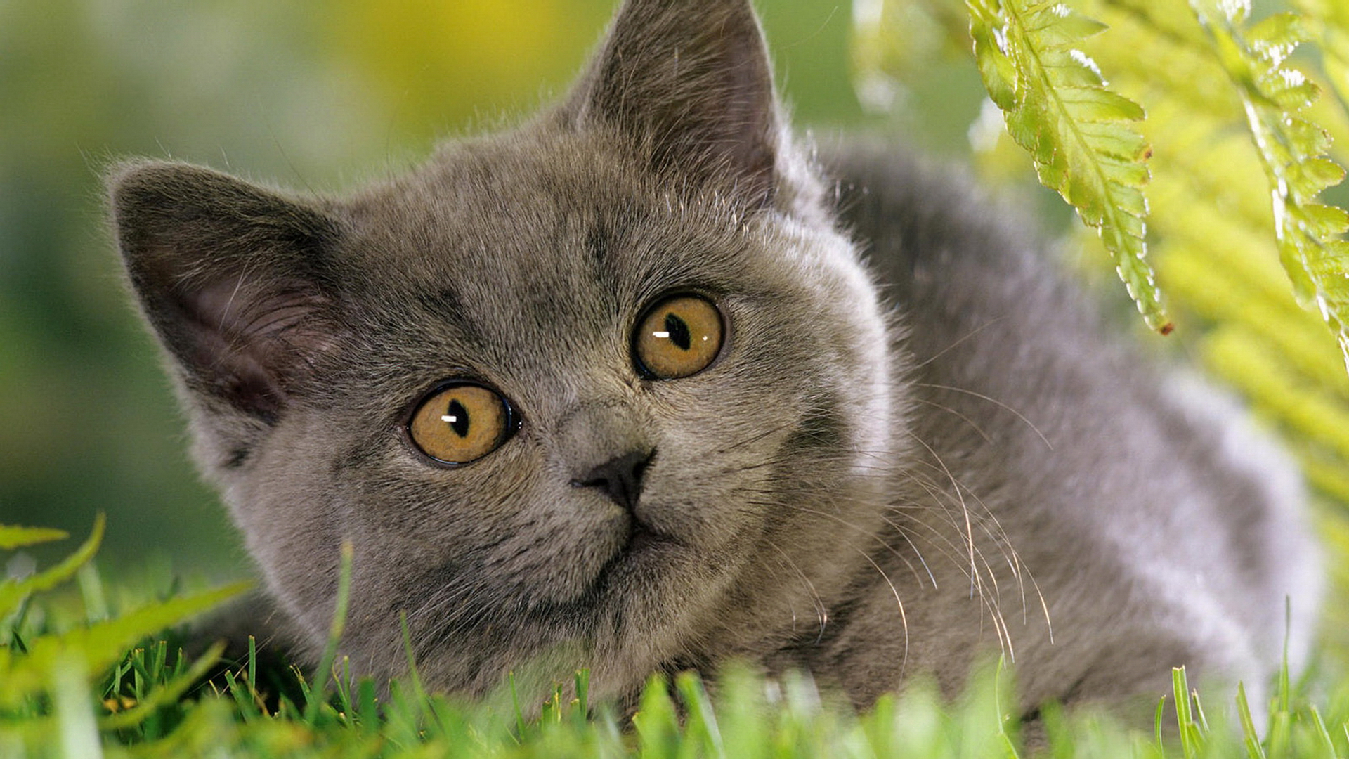 Baixe gratuitamente a imagem Animais, Gatos, Gato na área de trabalho do seu PC