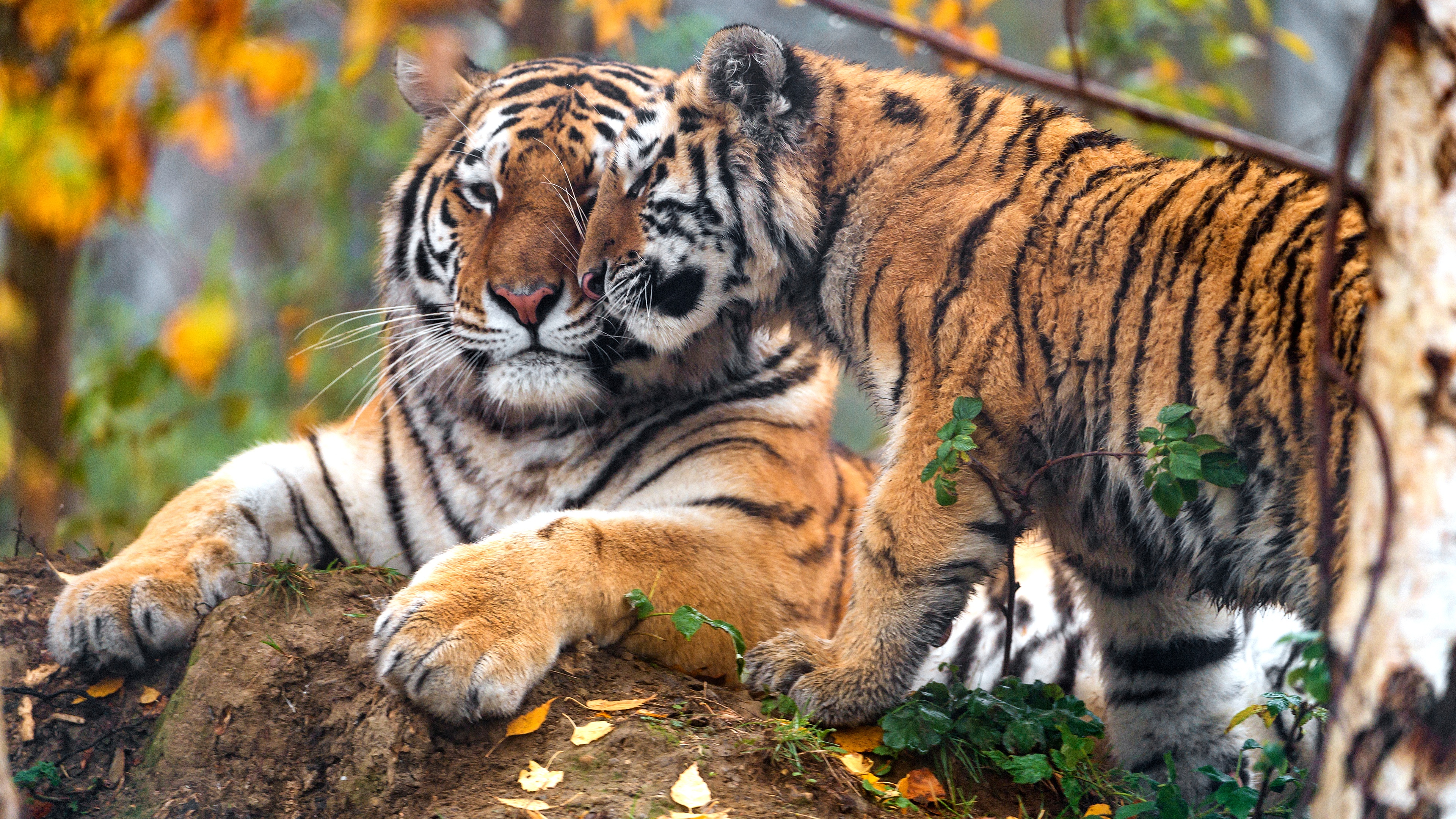 Download mobile wallpaper Cats, Tiger, Animal, Baby Animal, Cub for free.