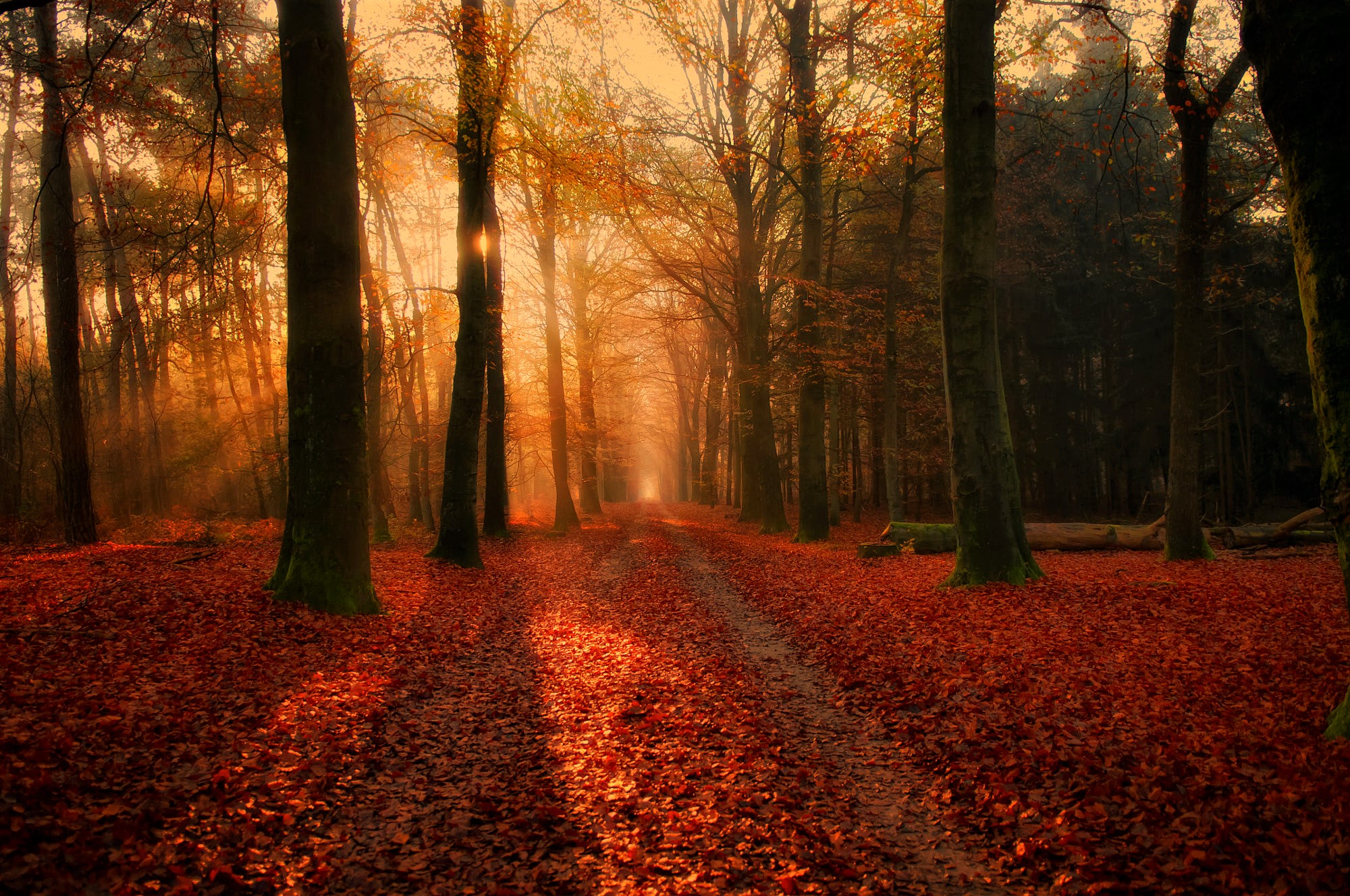 Free download wallpaper Forest, Fall, Earth, Path, Colorful, Dirt Road on your PC desktop