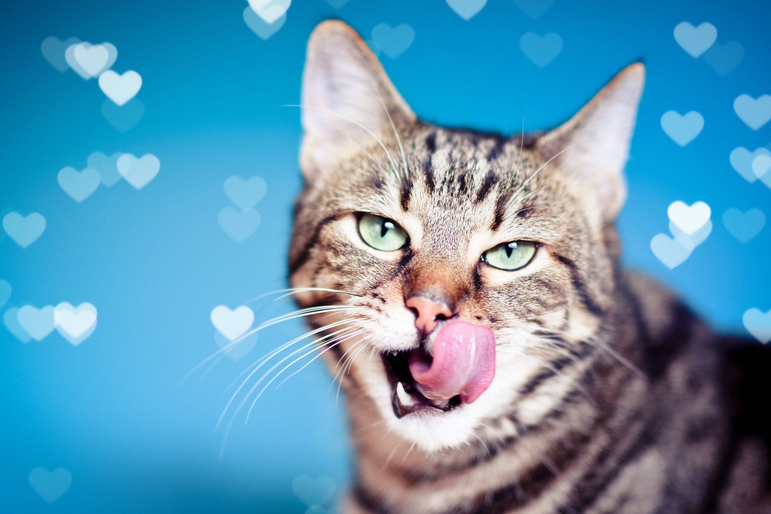 無料モバイル壁紙動物, ネコ, 猫, ボケ, 心臓をダウンロードします。