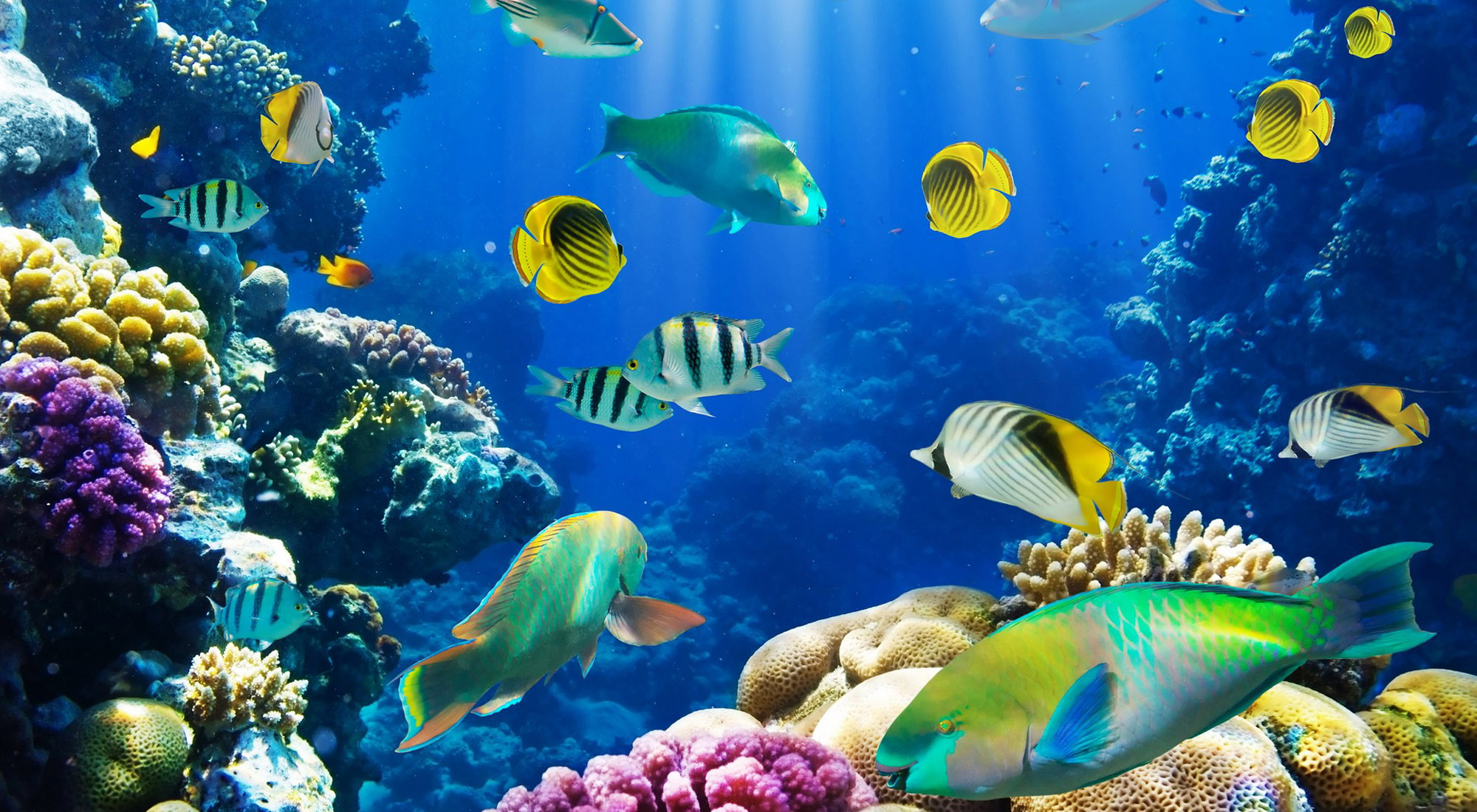 379340 télécharger le fond d'écran poisson tropical, tropical, animaux, poisson, poisson papillon, océan, sous l'eau, des poissons - économiseurs d'écran et images gratuitement