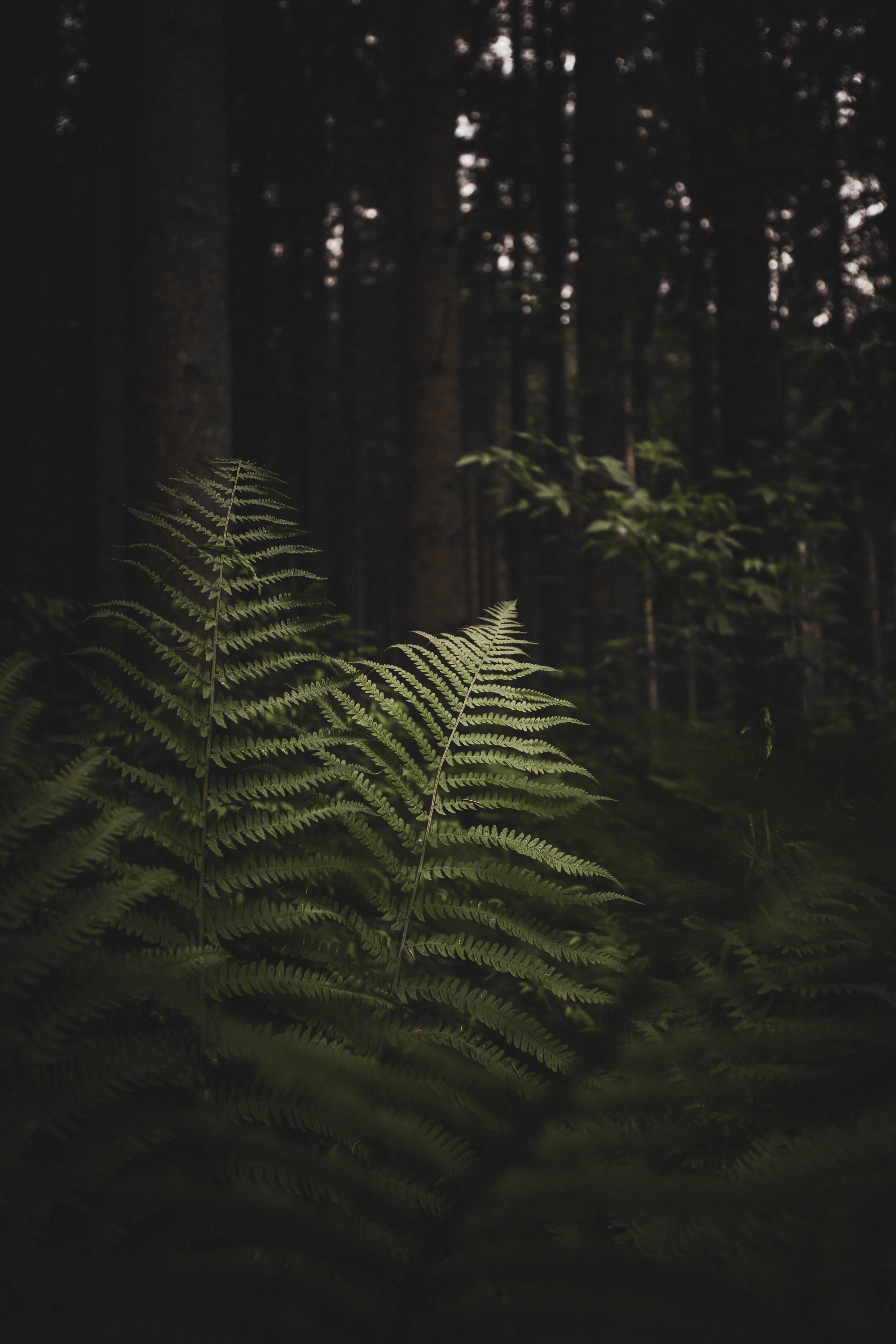 android fern, nature, trees, forest, branches