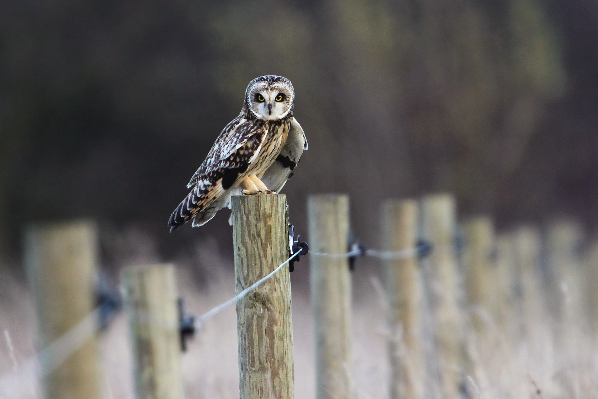 Download mobile wallpaper Fence, Field, Animals, Bird, Owl for free.