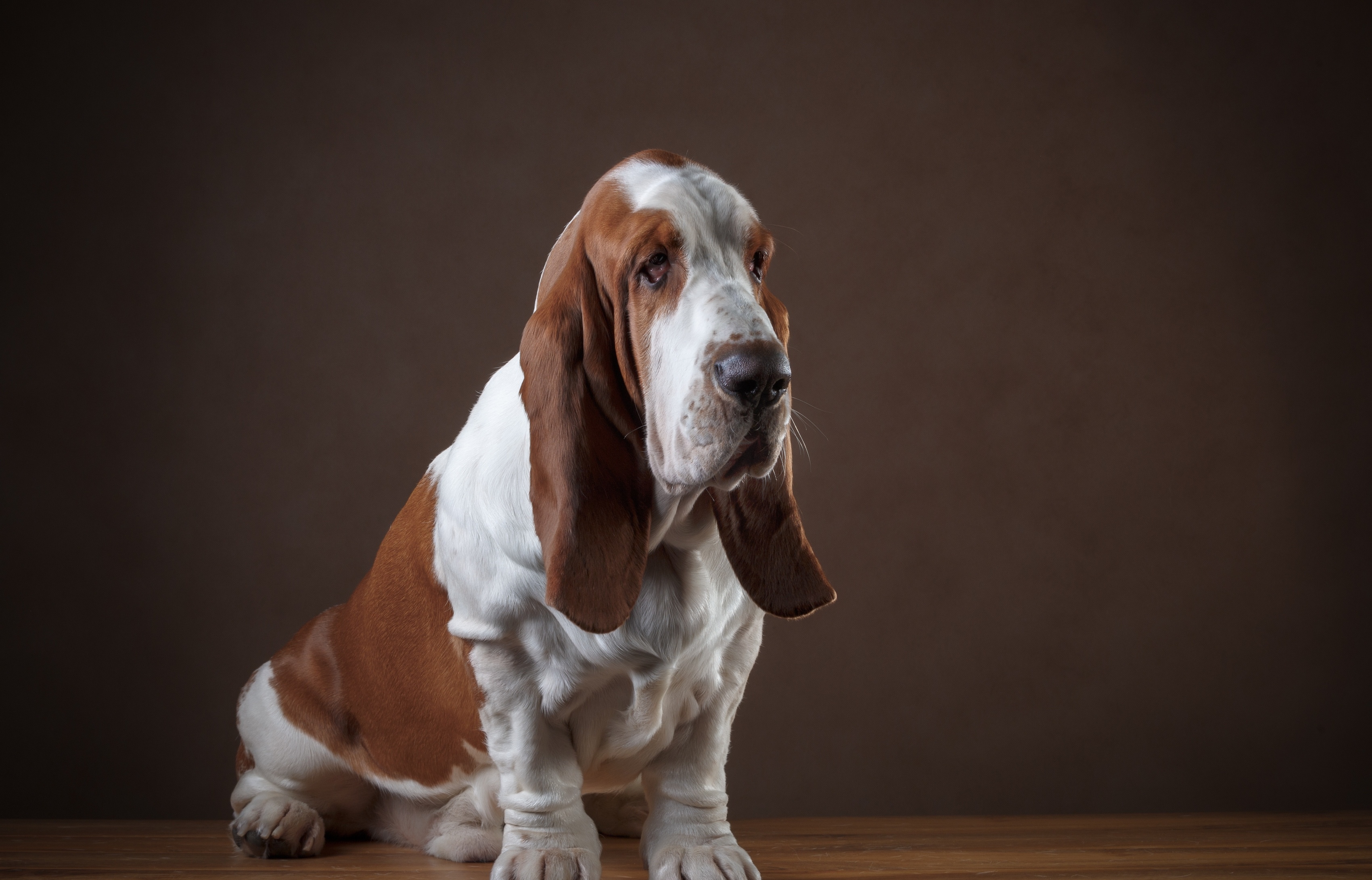 Download mobile wallpaper Dogs, Dog, Animal, Basset Hound for free.