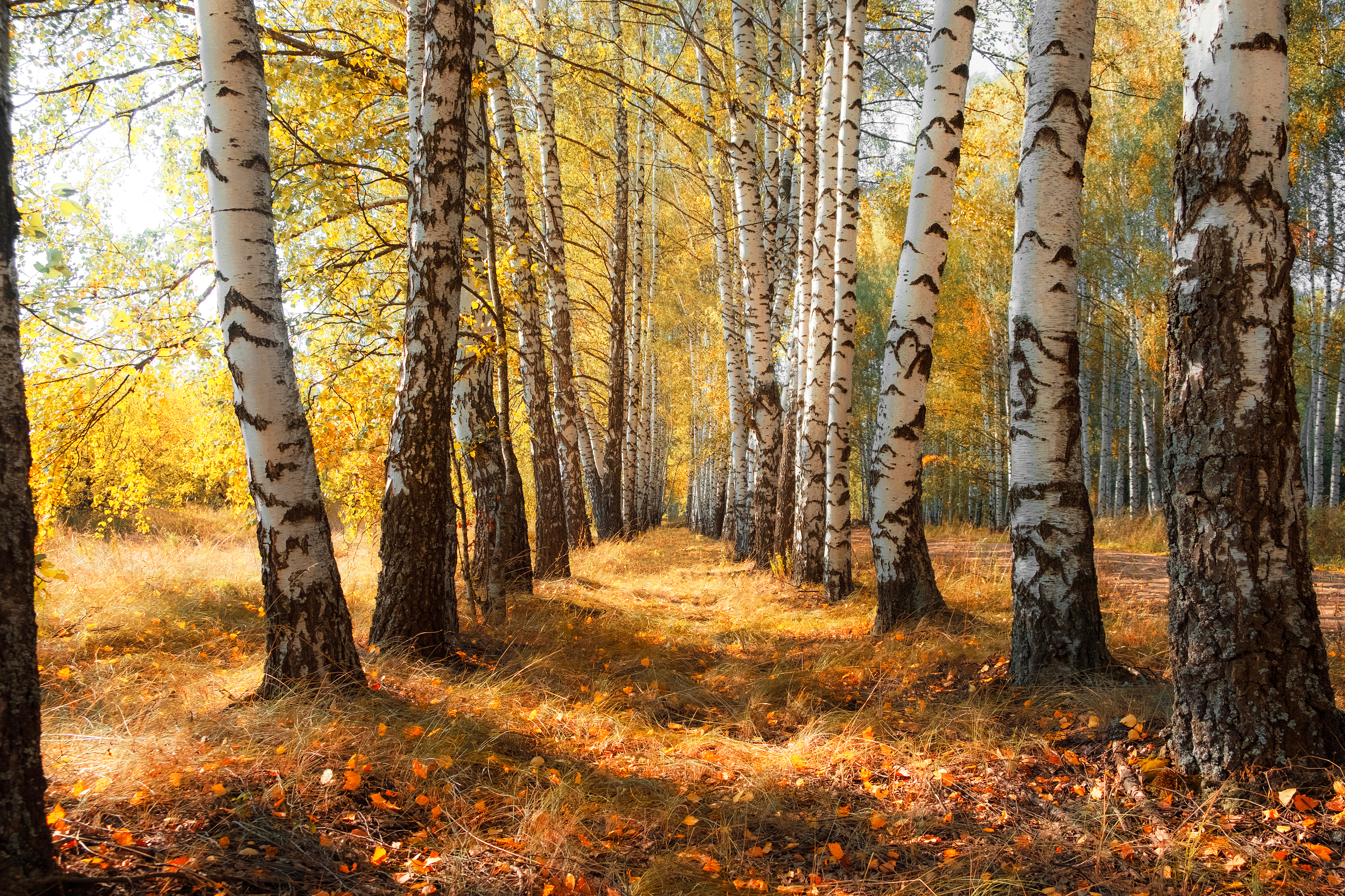 Laden Sie das Natur, Herbst, Birken, Baum, Erde/natur-Bild kostenlos auf Ihren PC-Desktop herunter