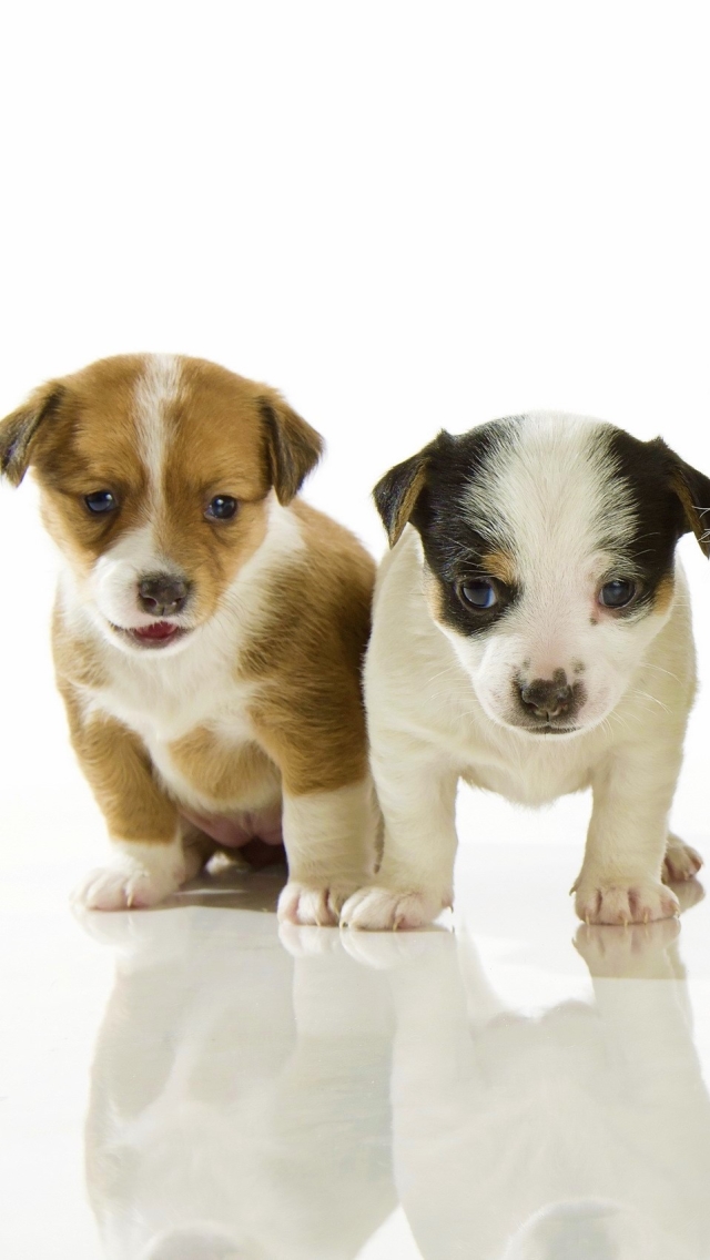 Download mobile wallpaper Dogs, Dog, Animal, Puppy, Cute, Baby Animal for free.