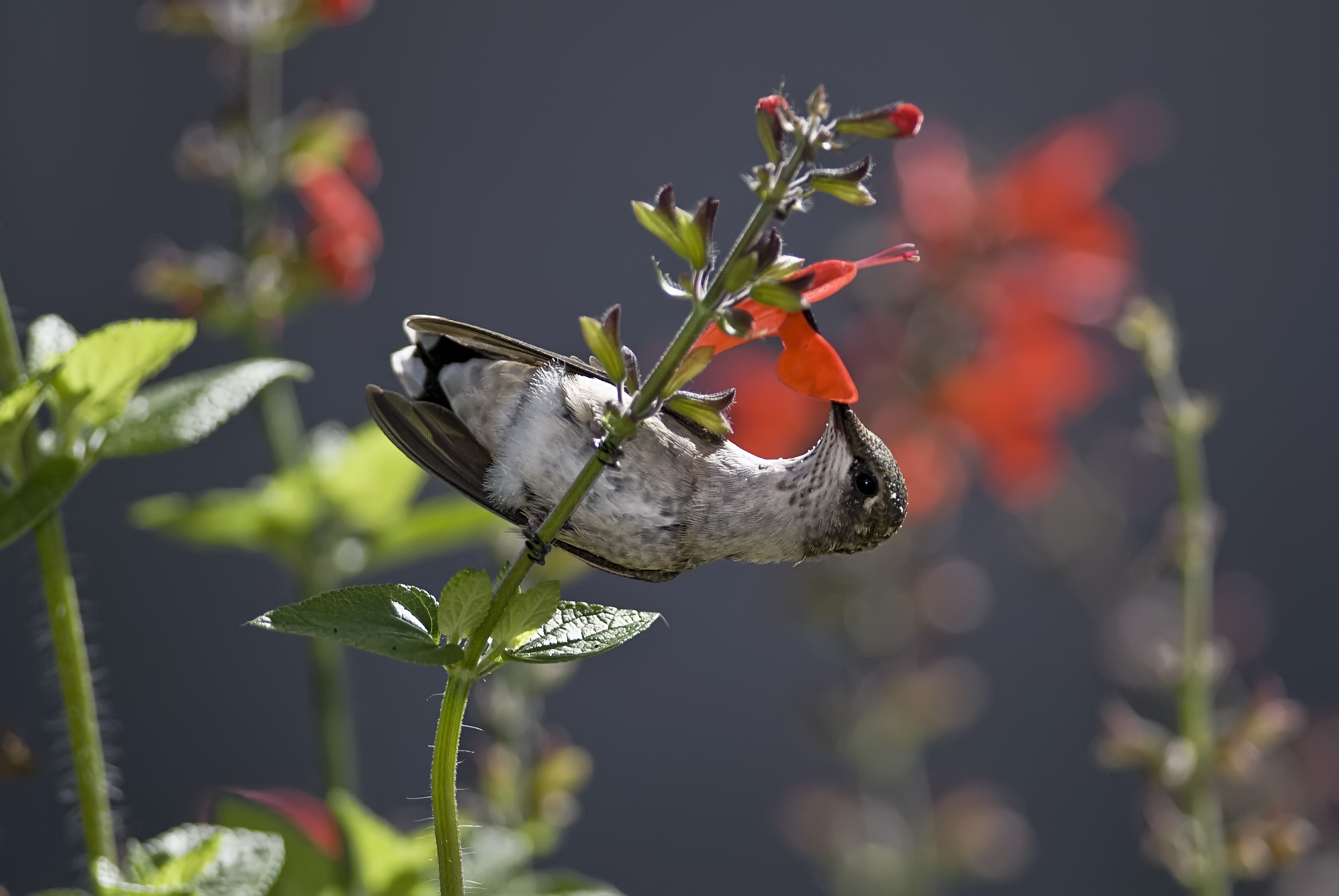 Baixe gratuitamente a imagem Animais, Aves, Pássaro na área de trabalho do seu PC