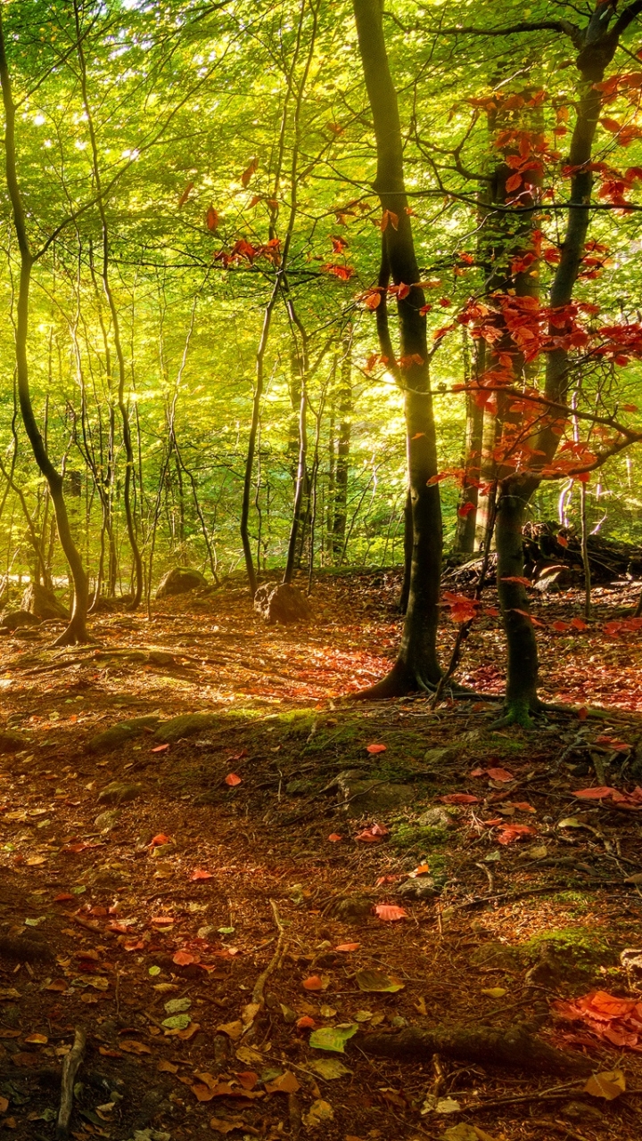 Handy-Wallpaper Natur, Wald, Baum, Sonnenstrahl, Erde/natur kostenlos herunterladen.