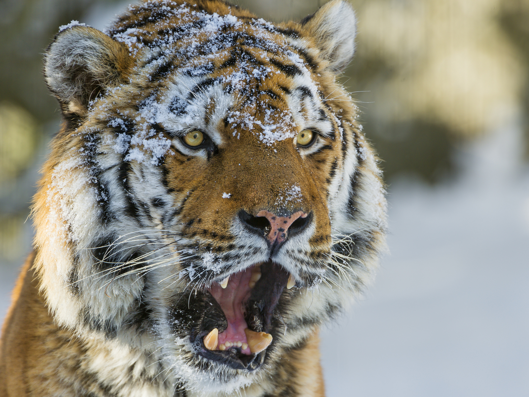 Download mobile wallpaper Siberian, Eye, Cat, Cats, Animal, Tiger for free.
