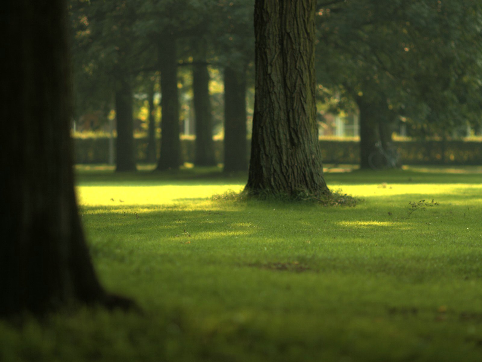 Handy-Wallpaper Baum, Erde/natur kostenlos herunterladen.