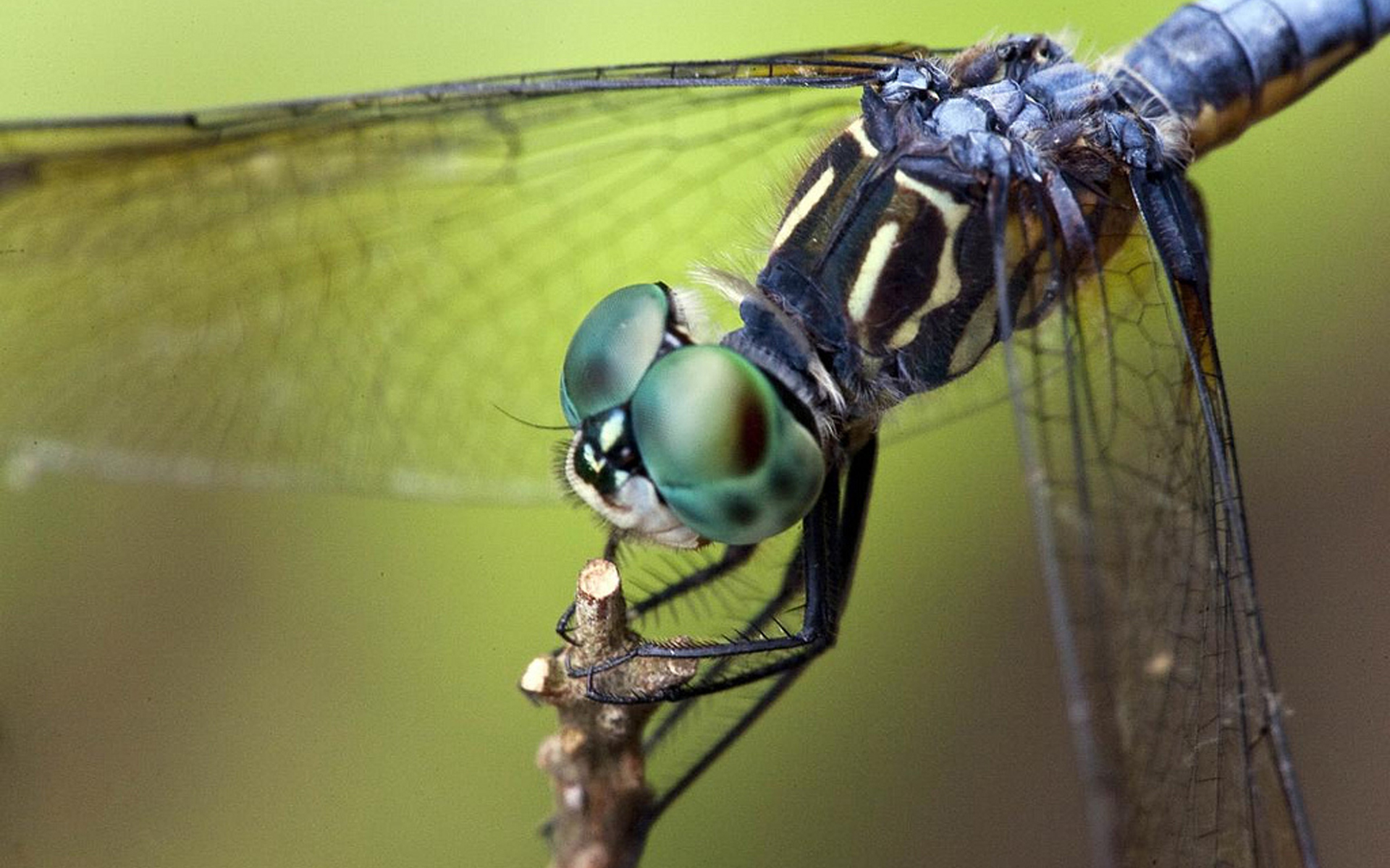 Download mobile wallpaper Dragonfly, Insects, Close Up, Macro, Nature, Grass, Animal for free.