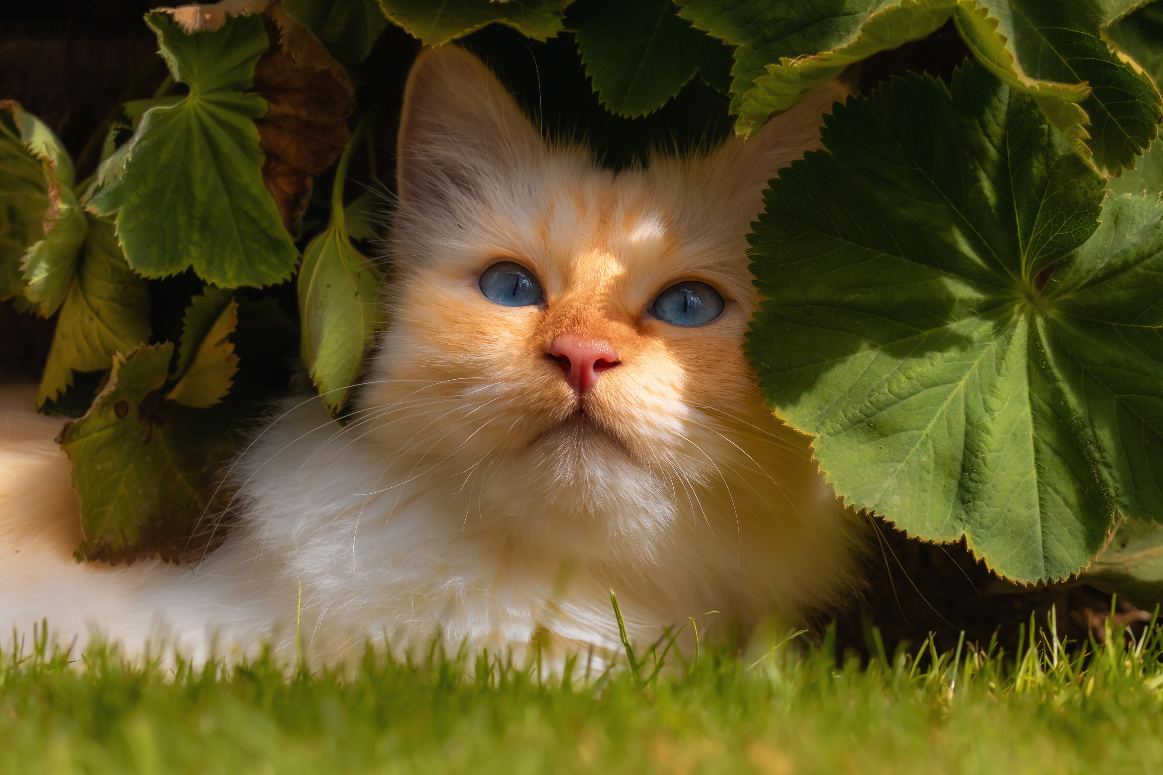 Téléchargez gratuitement l'image Animaux, Chats, Chat sur le bureau de votre PC