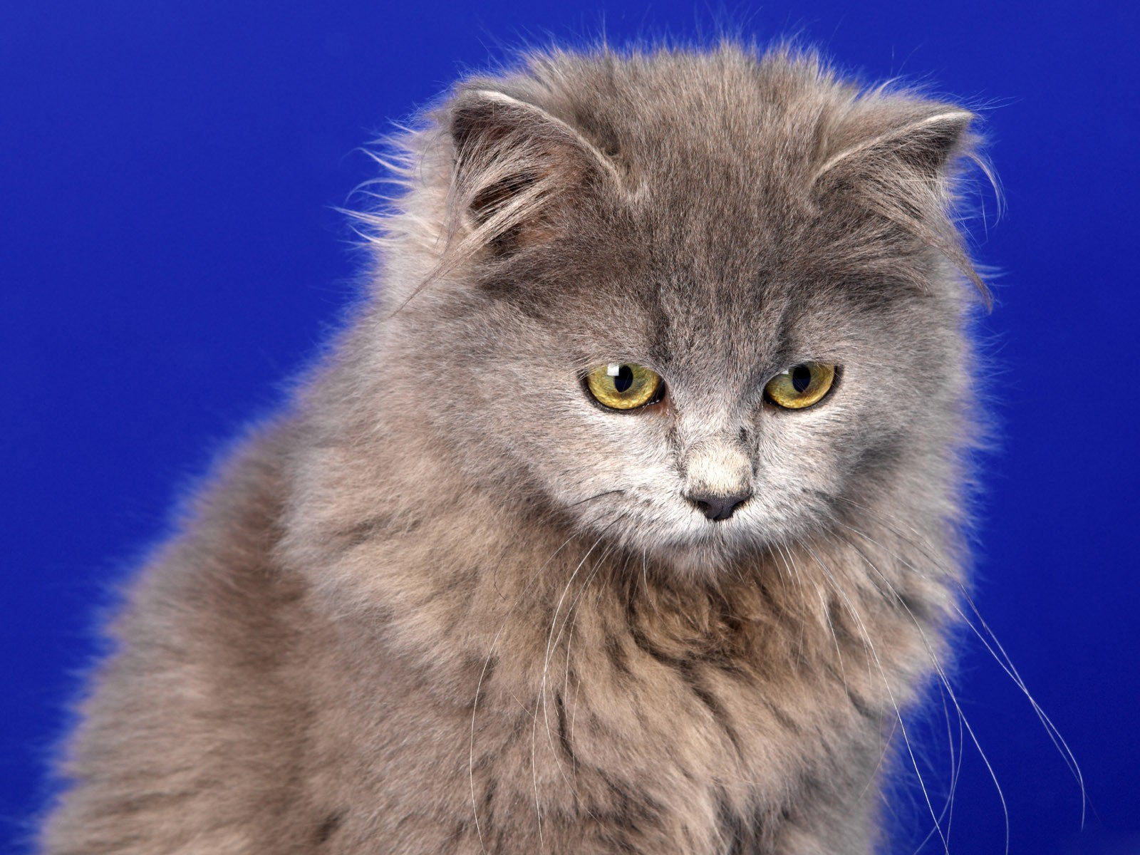 Free download wallpaper Cats, Cat, Kitten, Animal on your PC desktop