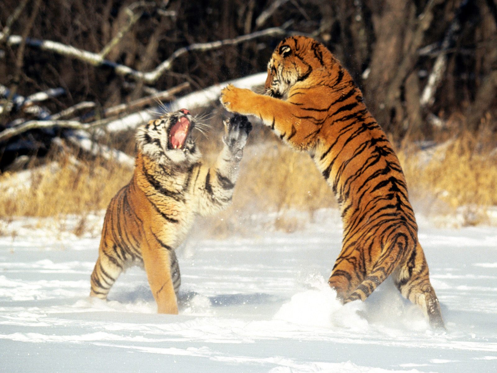 Baixe gratuitamente a imagem Animais, Gatos, Tigre na área de trabalho do seu PC