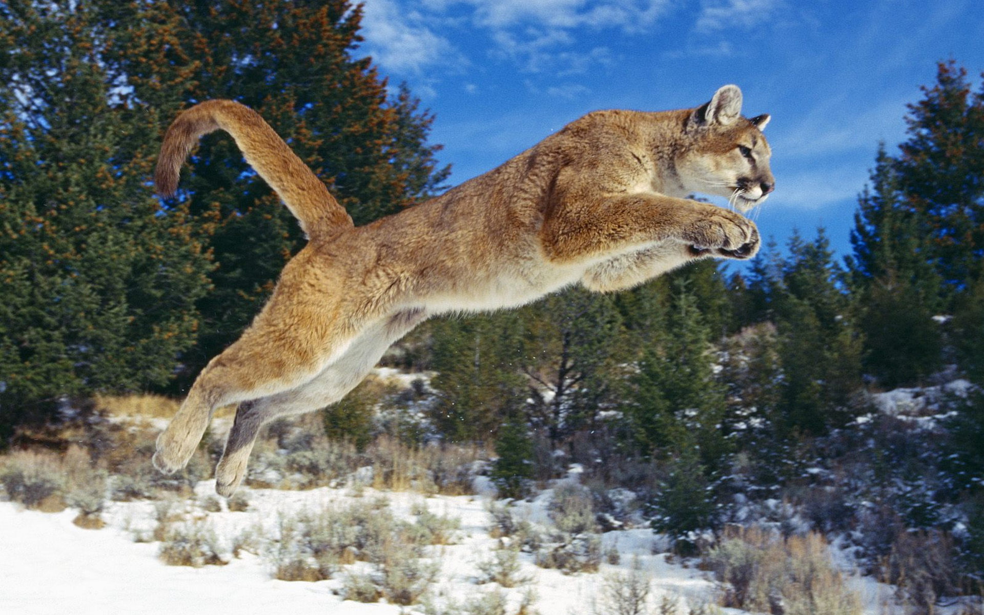 Baixe gratuitamente a imagem Animais, Gatos, Puma na área de trabalho do seu PC