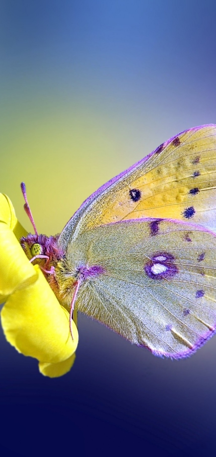 Download mobile wallpaper Flower, Butterfly, Animal for free.