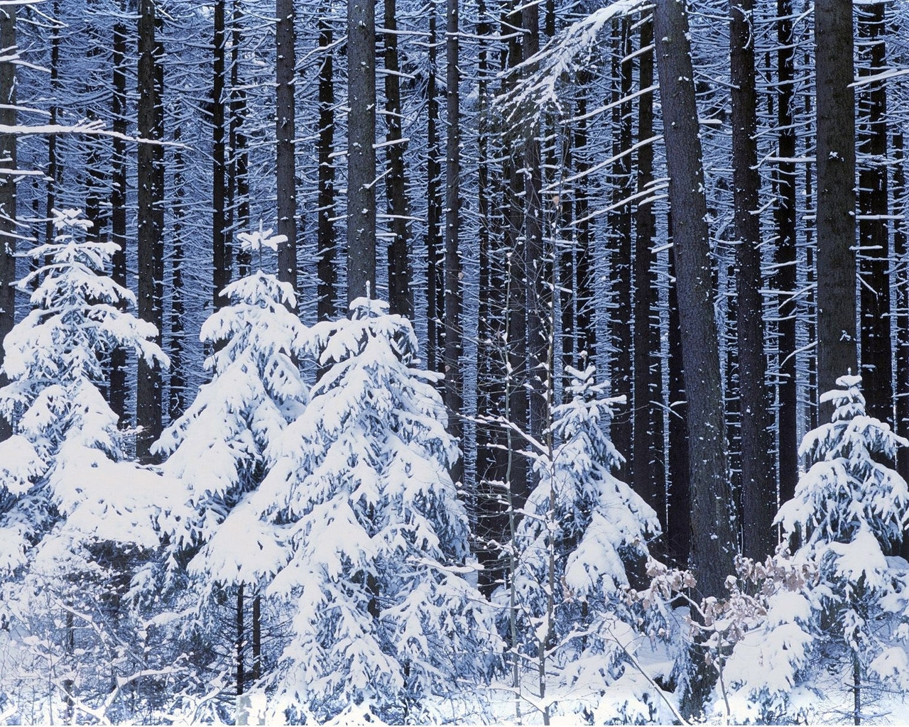 Handy-Wallpaper Winter, Schnee, Landschaft, Bäume, Tannenbaum kostenlos herunterladen.