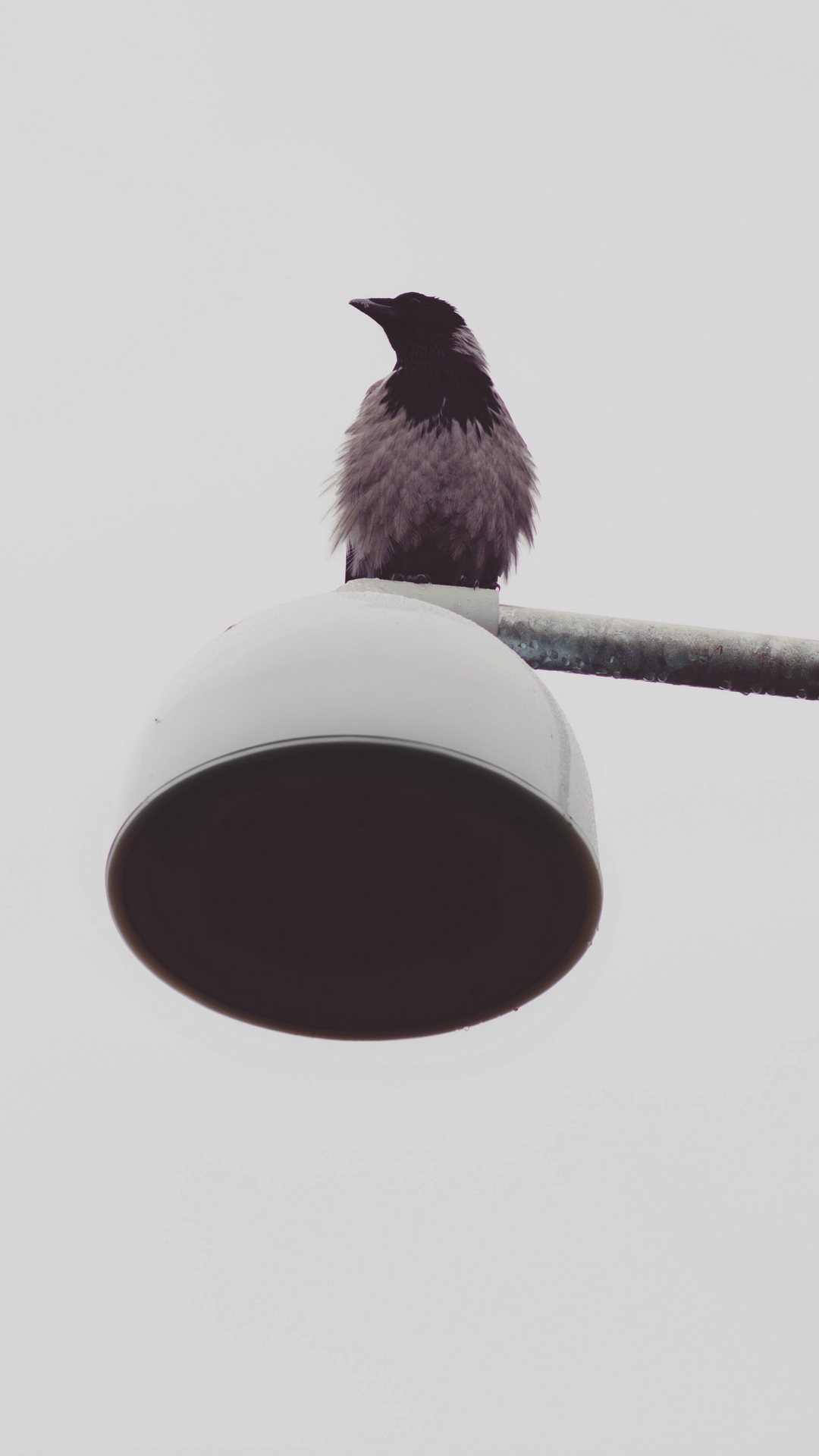 Téléchargez des papiers peints mobile Animaux, Oiseau, Corbeau, Des Oiseaux gratuitement.