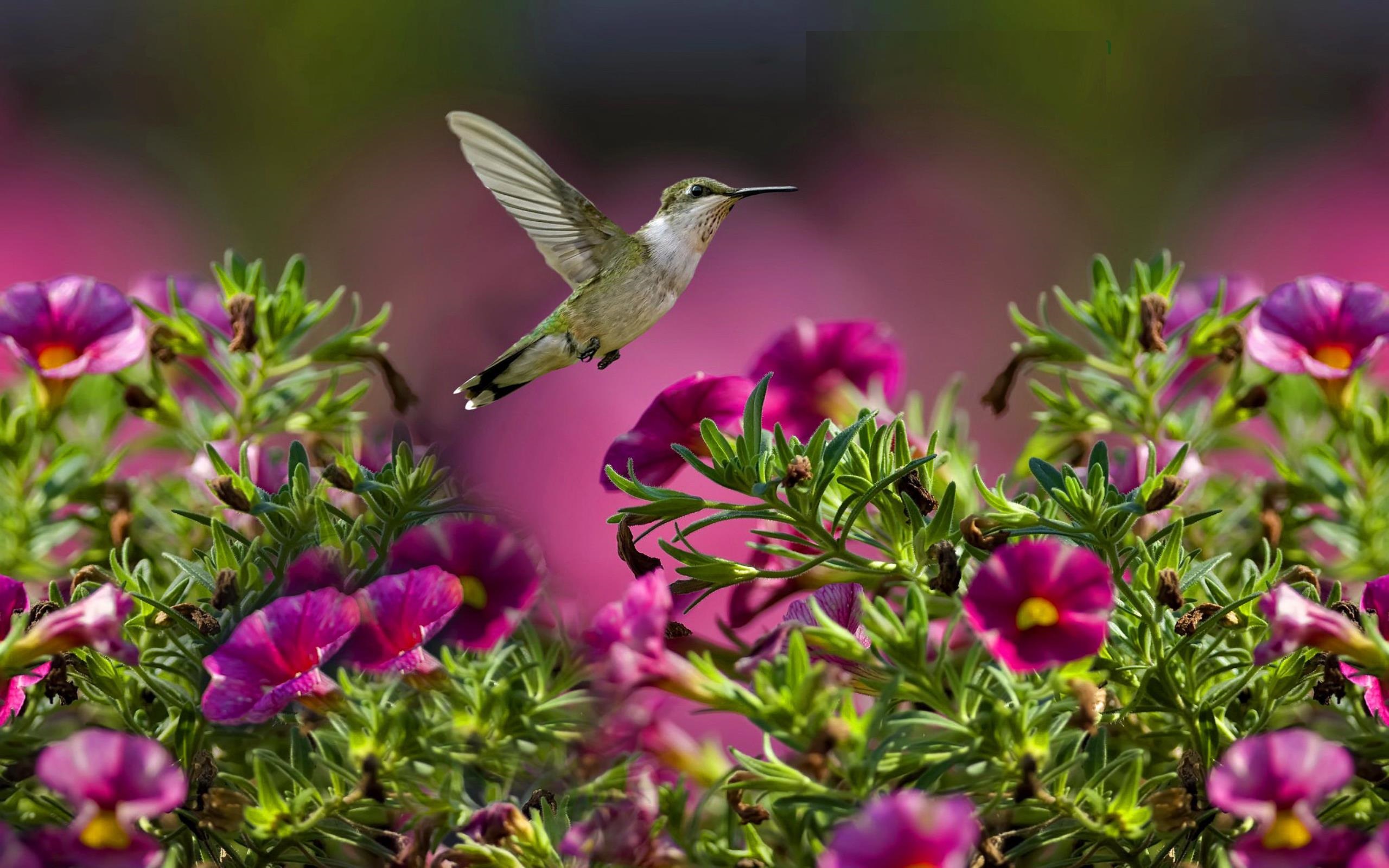 Download mobile wallpaper Birds, Flower, Bird, Animal, Pink Flower, Hummingbird for free.