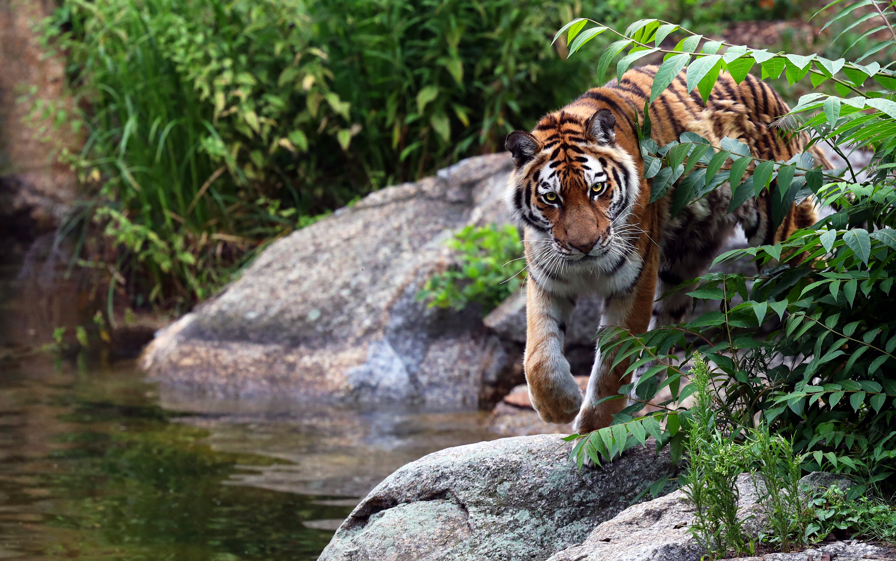 Baixe gratuitamente a imagem Animais, Gatos, Tigre na área de trabalho do seu PC