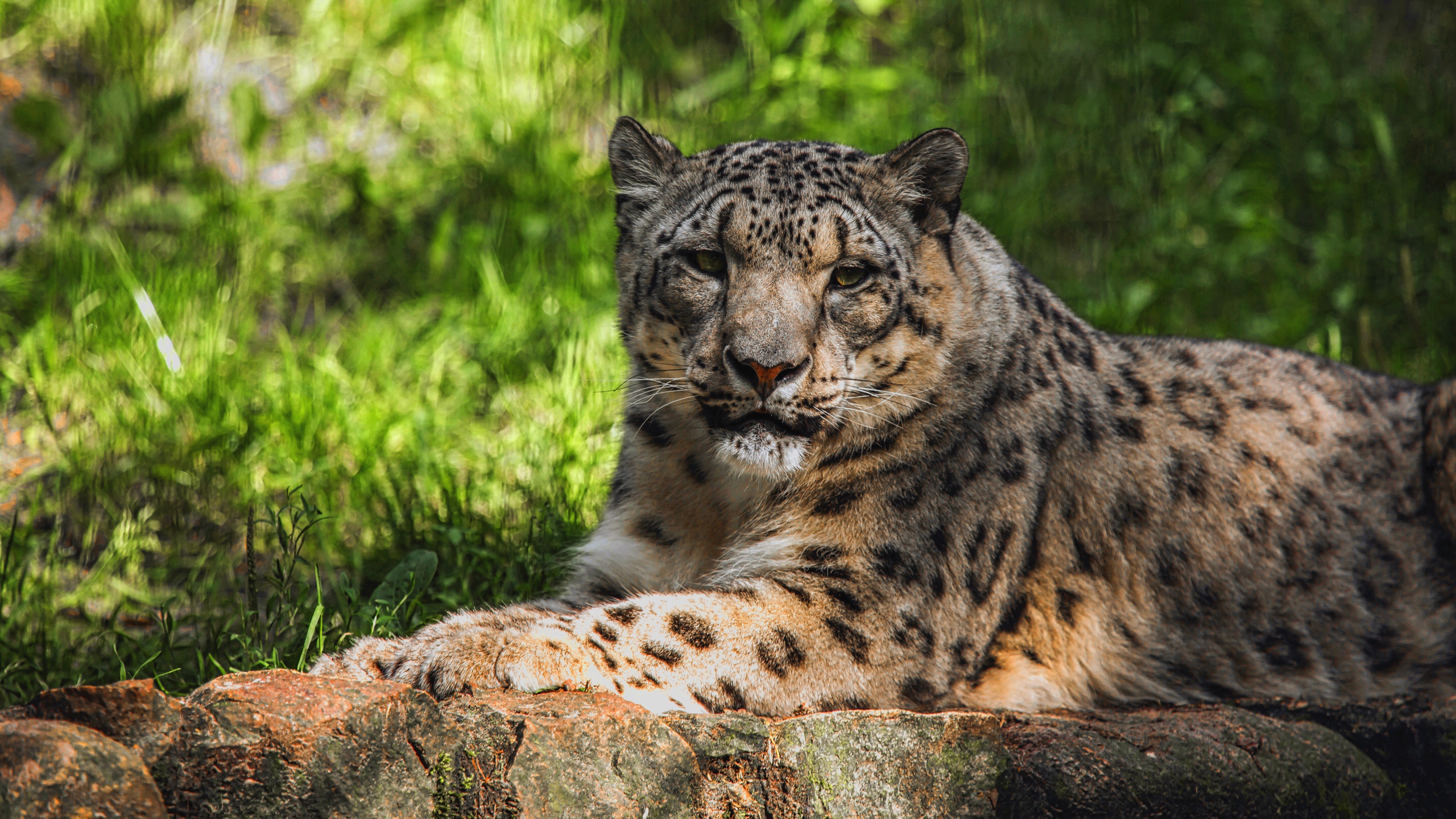 Descarga gratis la imagen Leopardo De Las Nieves, Gatos, Animales en el escritorio de tu PC