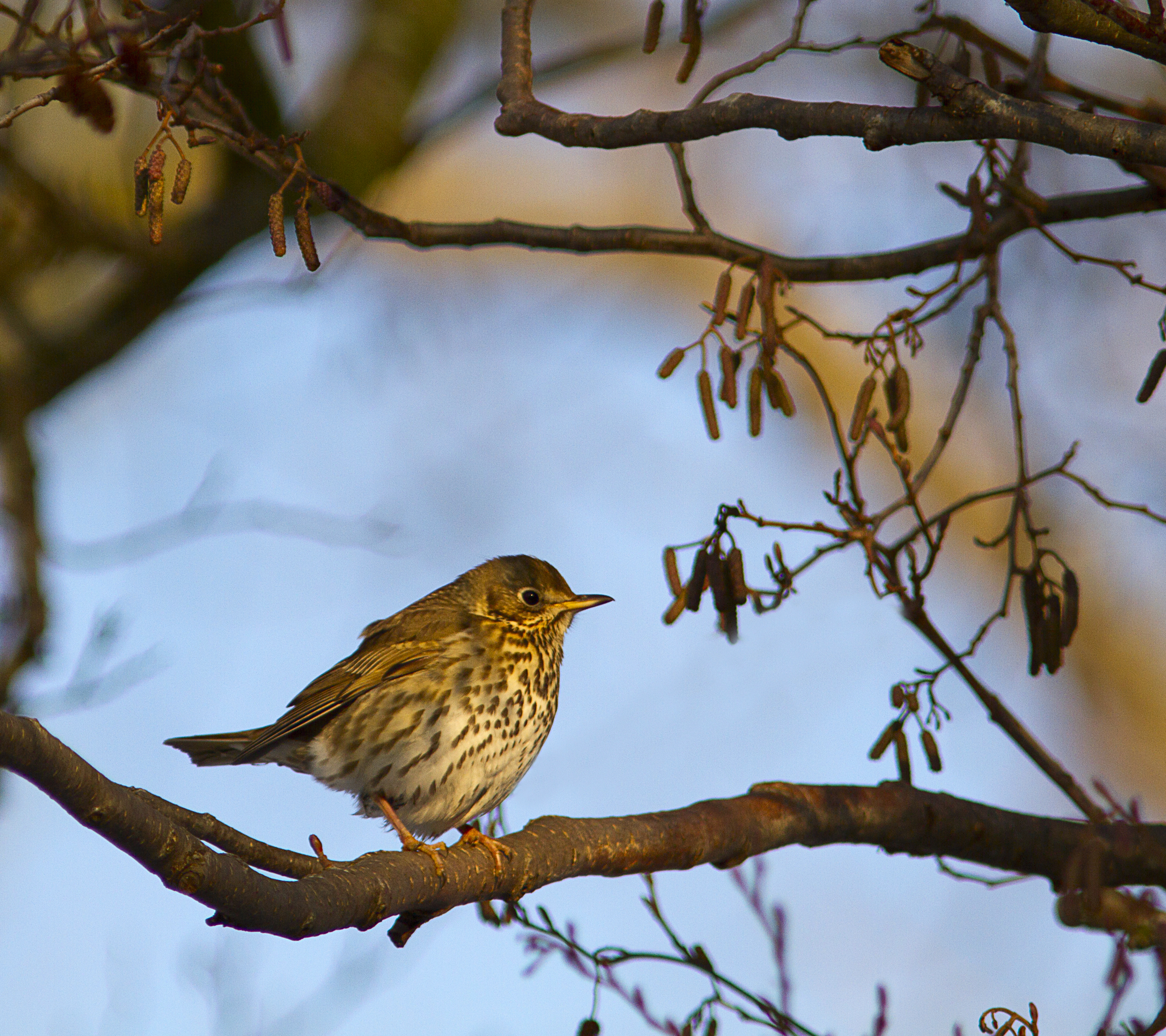 Descarga gratuita de fondo de pantalla para móvil de Ave, Aves, Animales.