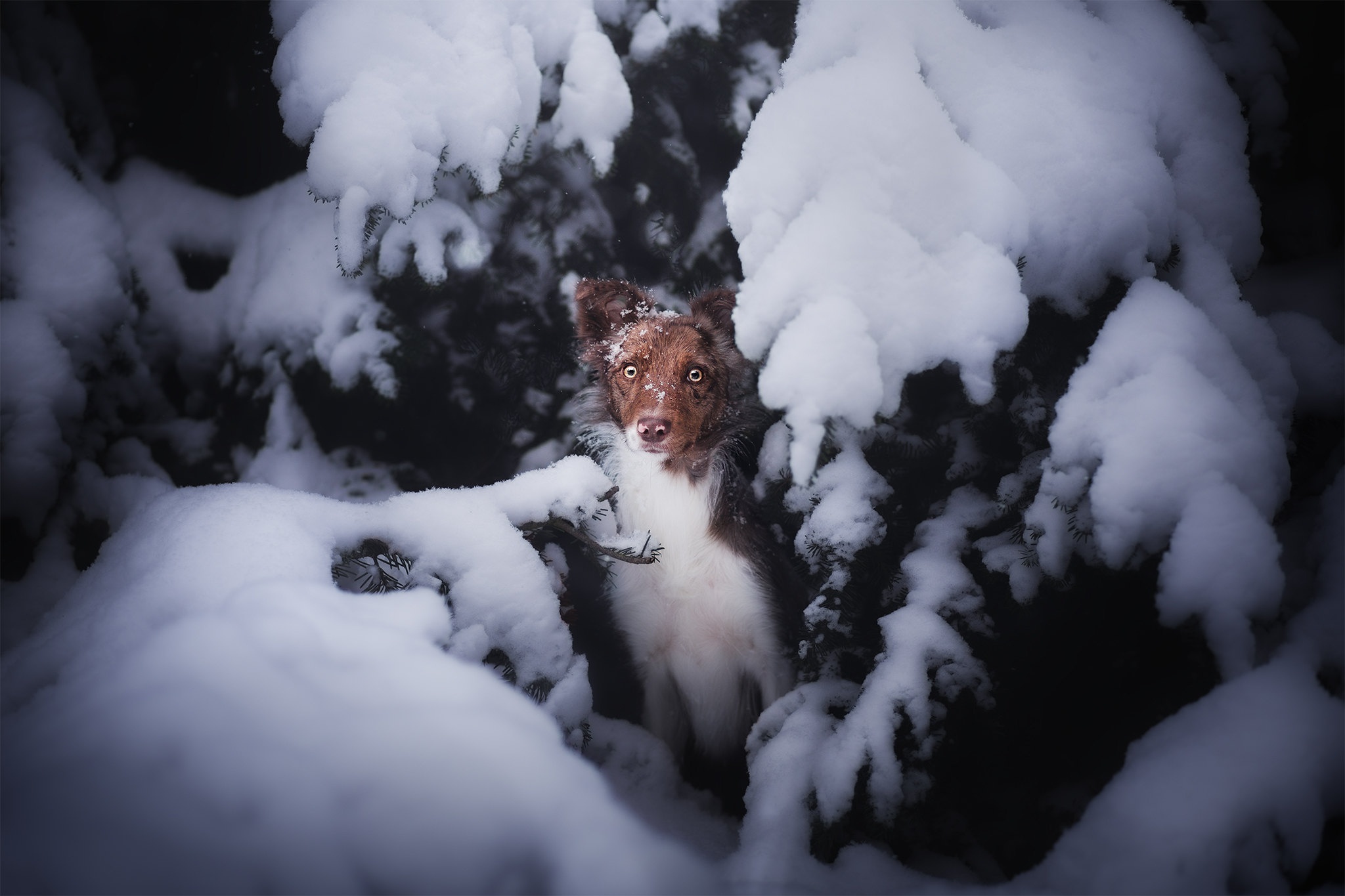 Handy-Wallpaper Tiere, Winter, Hunde, Schnee, Hund kostenlos herunterladen.