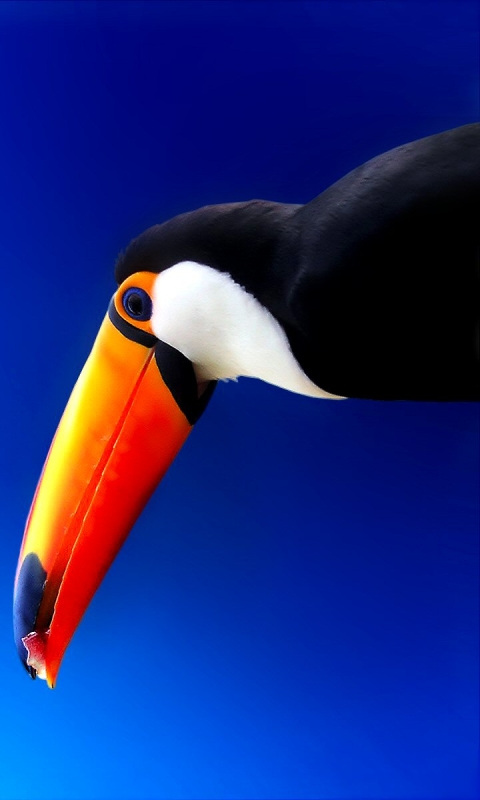 Download mobile wallpaper Birds, Bird, Animal, Colorful, Toucan, Toco Toucan for free.