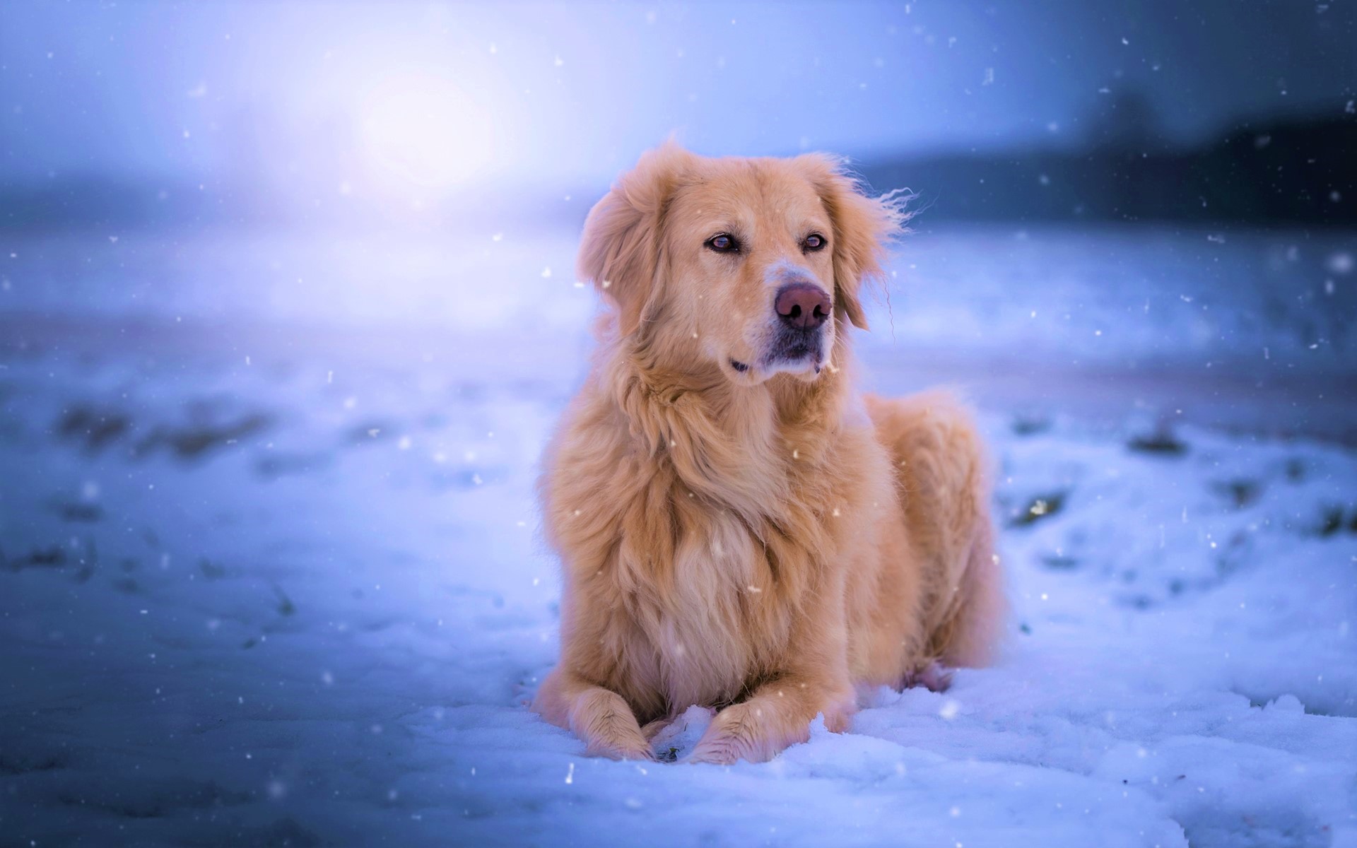 Laden Sie das Tiere, Winter, Hunde, Schnee, Hund, Golden Retriever, Schneefall-Bild kostenlos auf Ihren PC-Desktop herunter