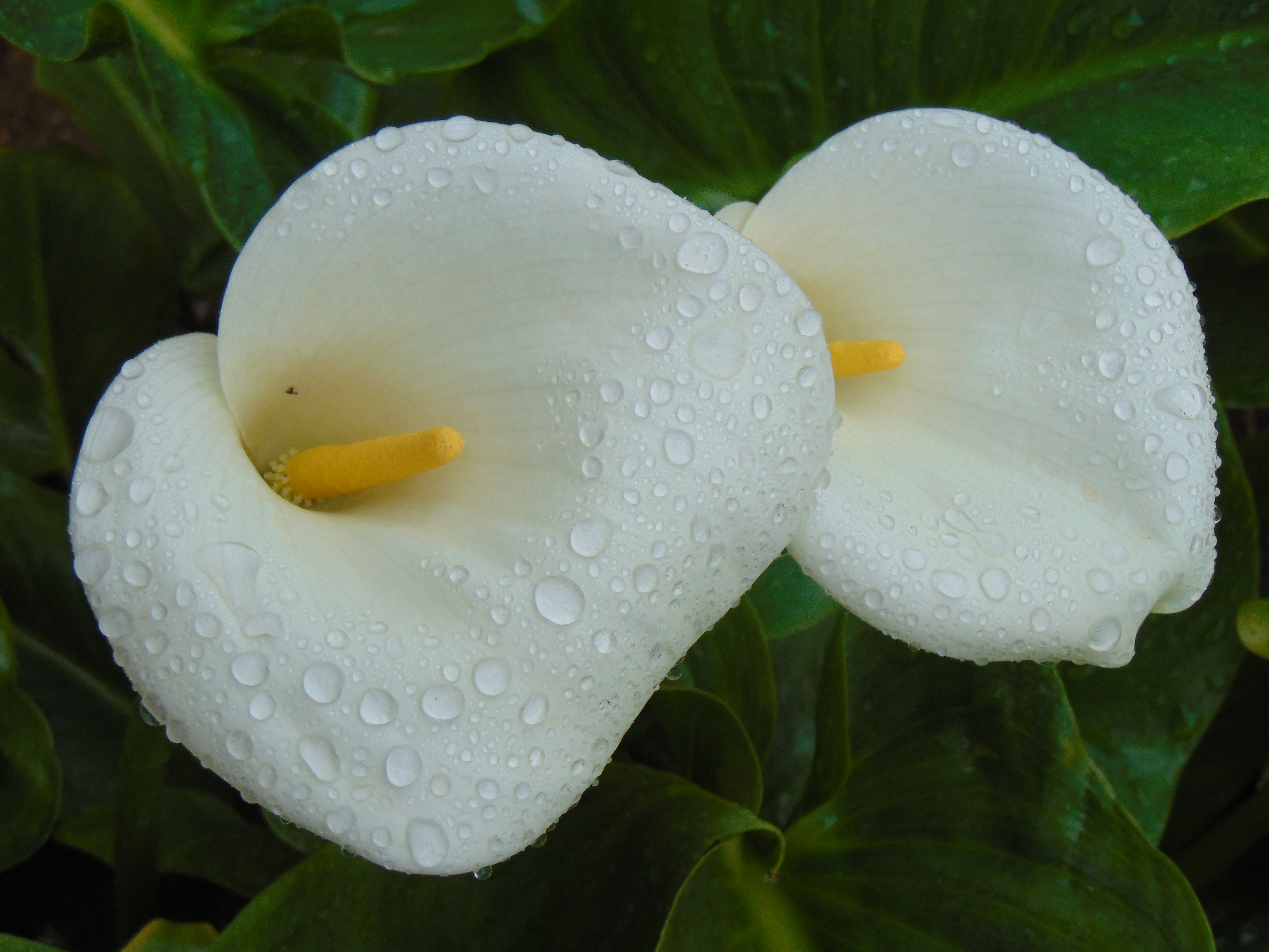 Download mobile wallpaper Dew, Macro, Calla Lily, Flowers, Flower, Earth for free.