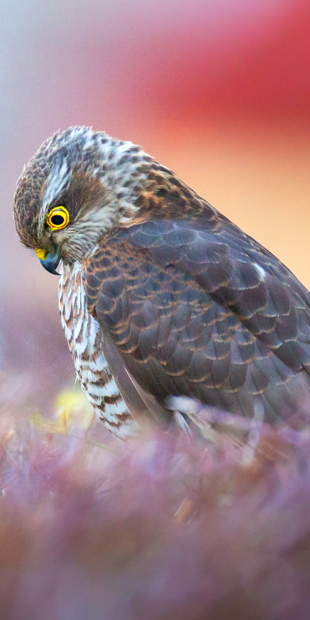 Download mobile wallpaper Birds, Bird, Animal, Hawk, Bird Of Prey, Sparrowhawk for free.