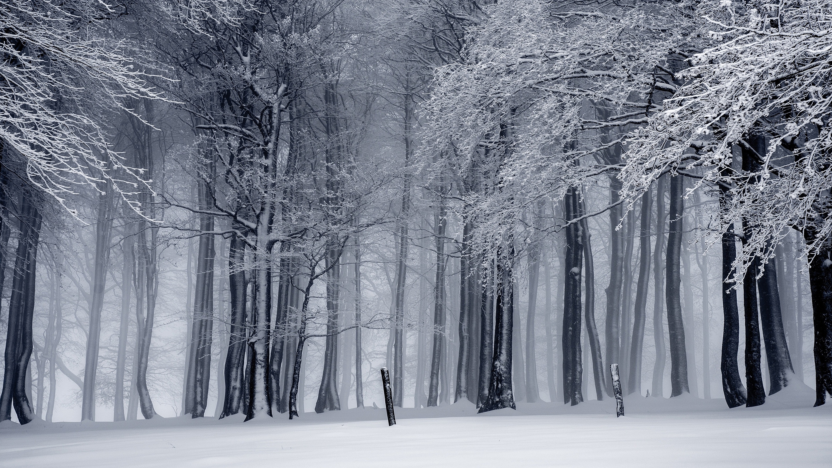 Завантажити шпалери безкоштовно Зима, Сніг, Ліс, Земля, Стовбур картинка на робочий стіл ПК