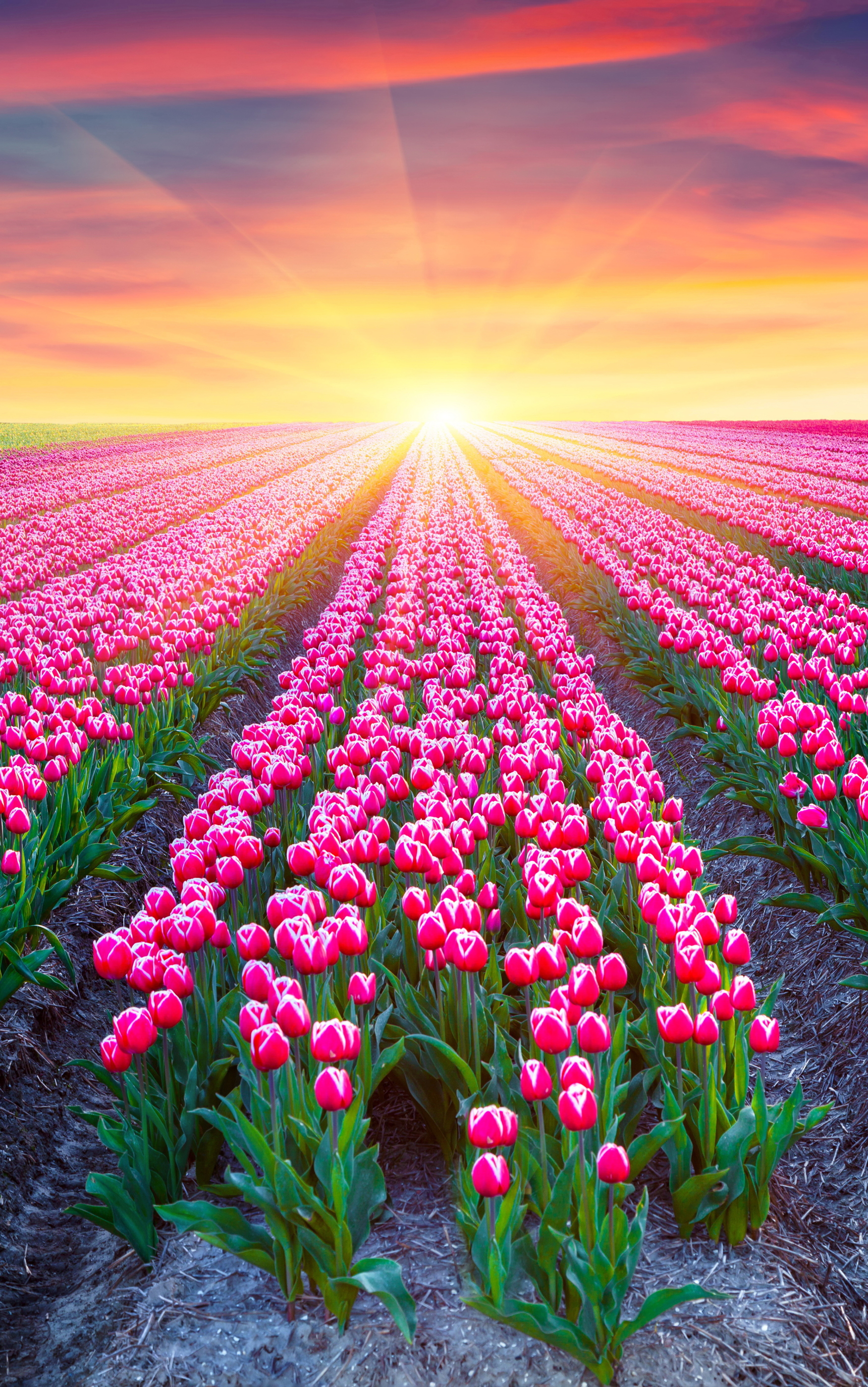 Baixe gratuitamente a imagem Flores, Pôr Do Sol, Flor Rosa, Campo, Tulipa, Terra/natureza, Brilho Do Sol na área de trabalho do seu PC