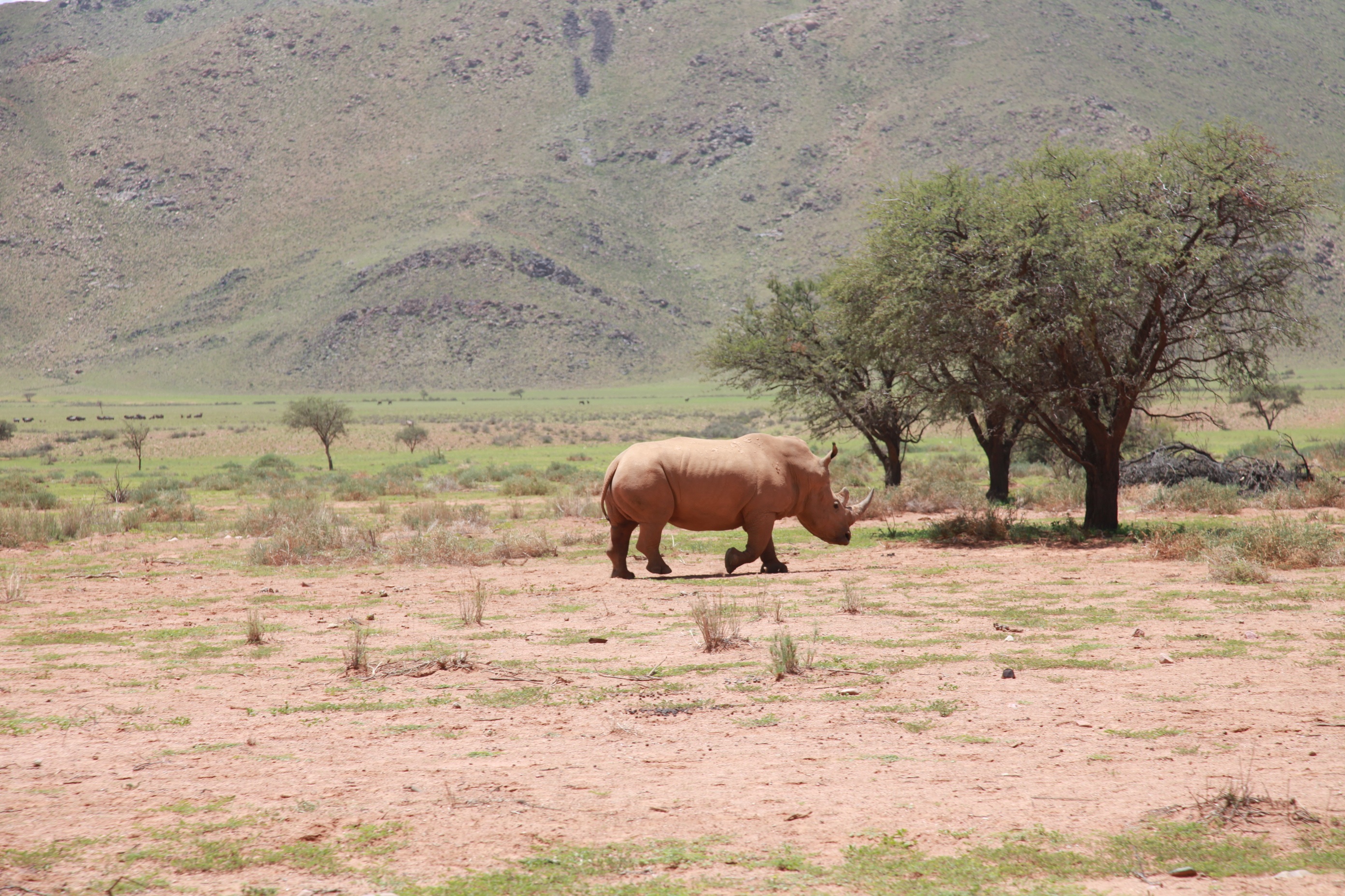 rhinoceros, animals, trees, desert, africa