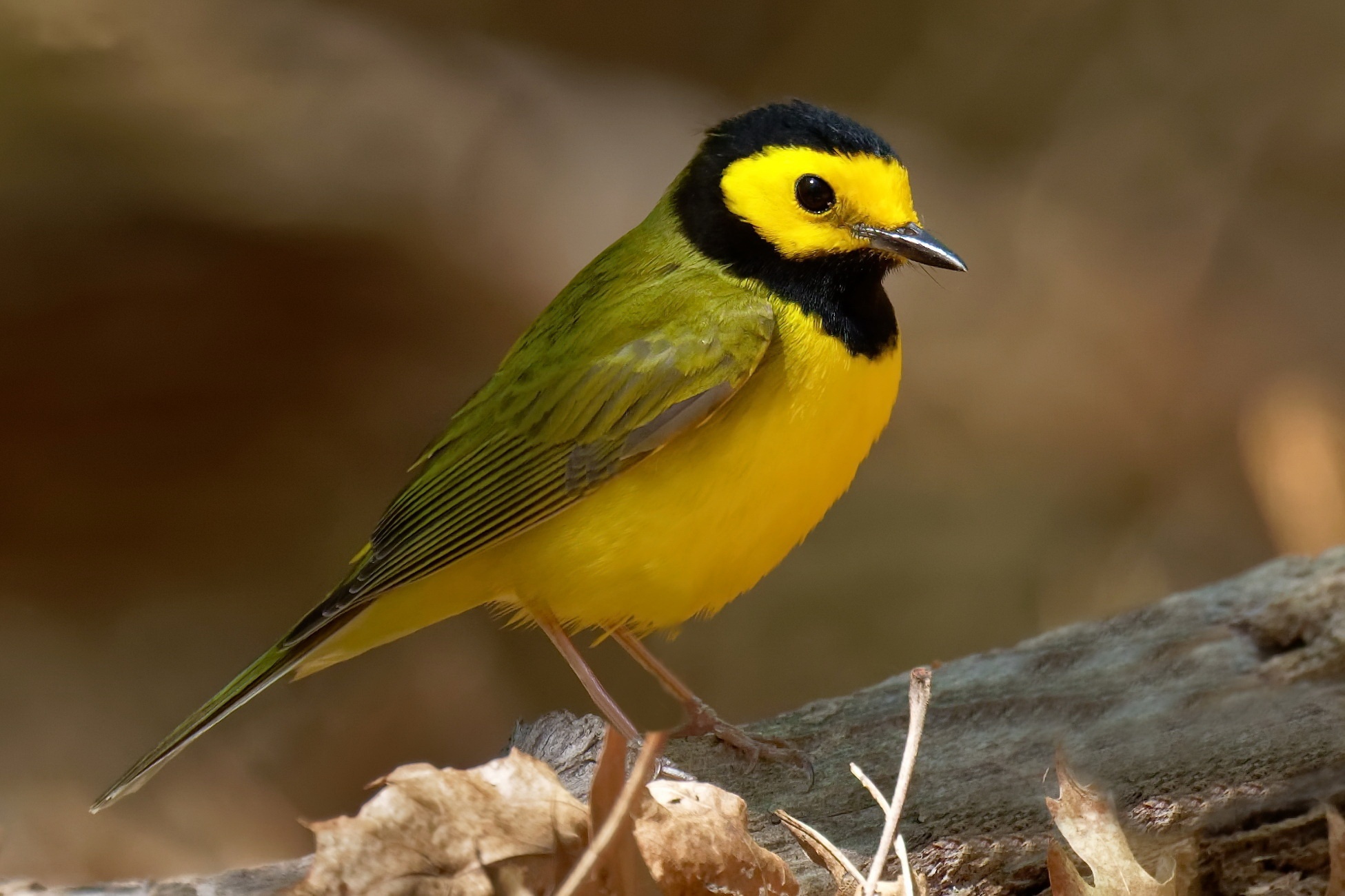 Download mobile wallpaper Birds, Animal, Warbler for free.