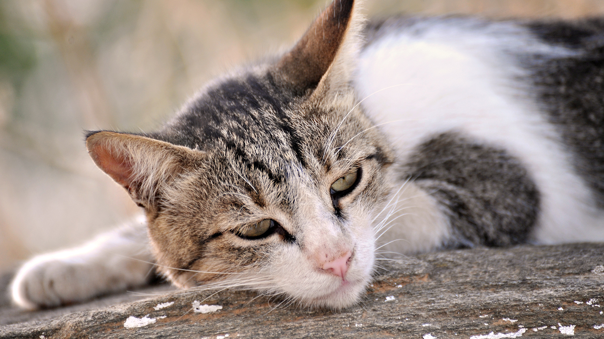 343645 Salvapantallas y fondos de pantalla Gatos en tu teléfono. Descarga imágenes de  gratis