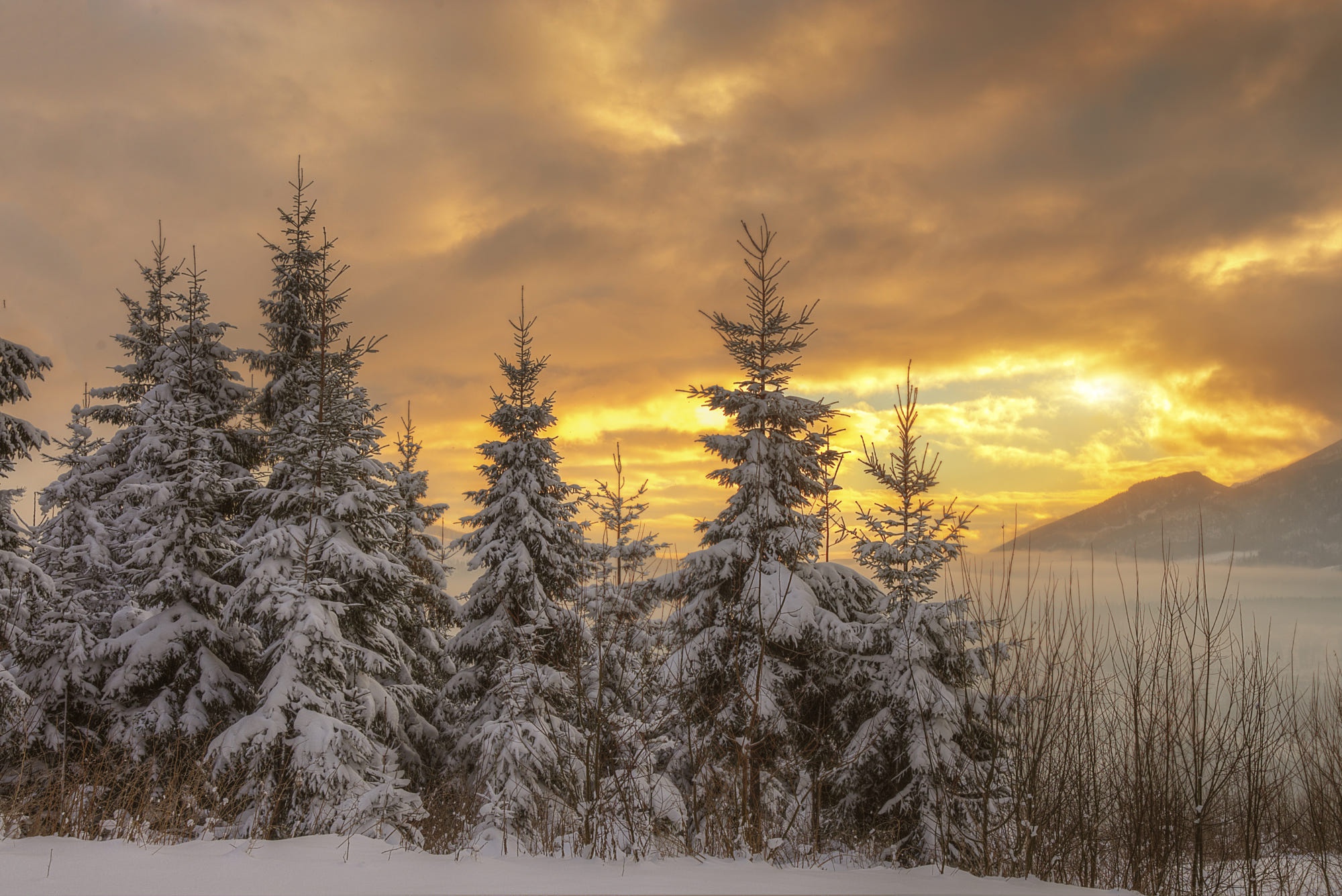 PCデスクトップに冬, 日没, モミの木, 地球, 空, クラウド画像を無料でダウンロード