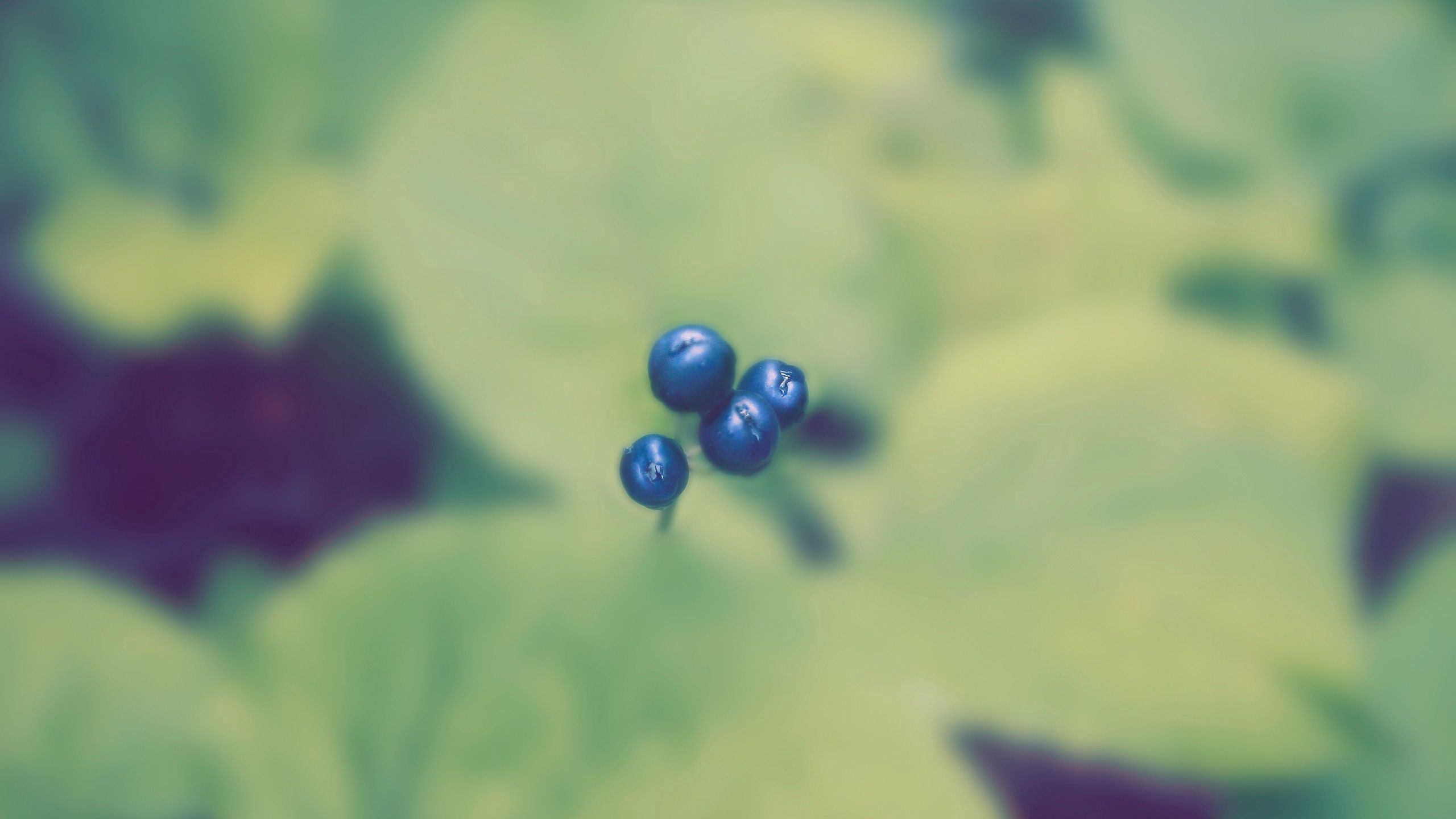 Download mobile wallpaper Macro, Smooth, Berry, Plant, Blur for free.
