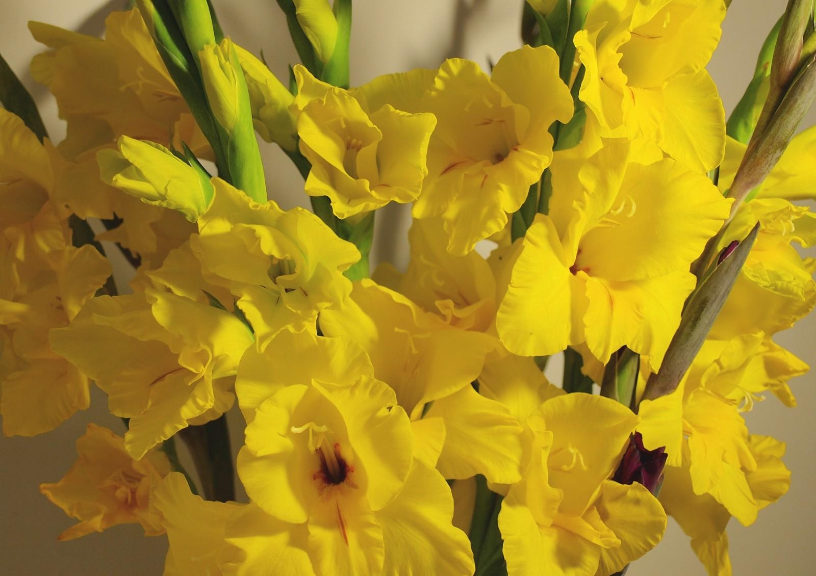 Free download wallpaper Flowers, Gladiolus, Bouquet on your PC desktop