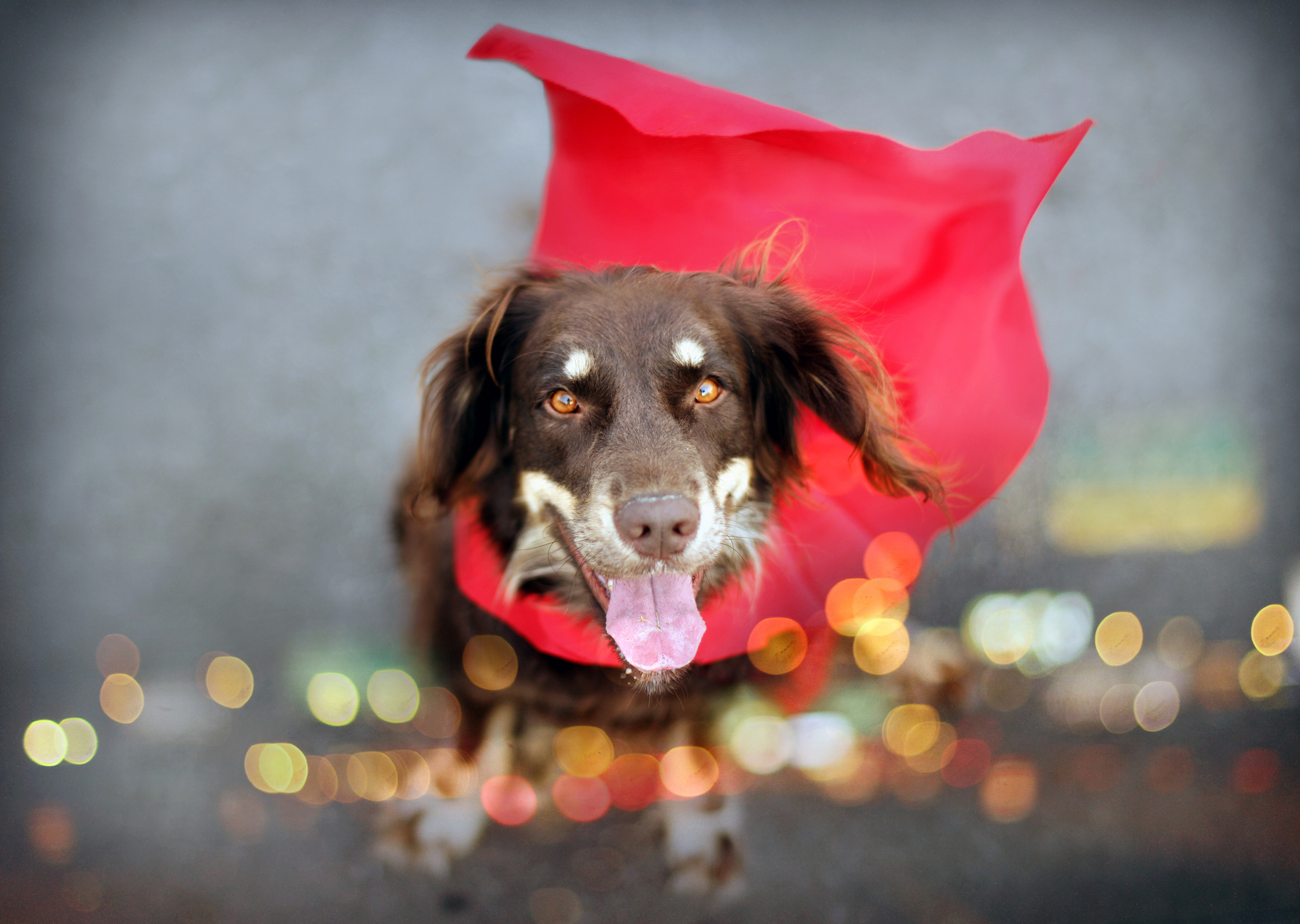 Baixar papel de parede para celular de Pastor Australiano, Cães, Cão, Animais gratuito.