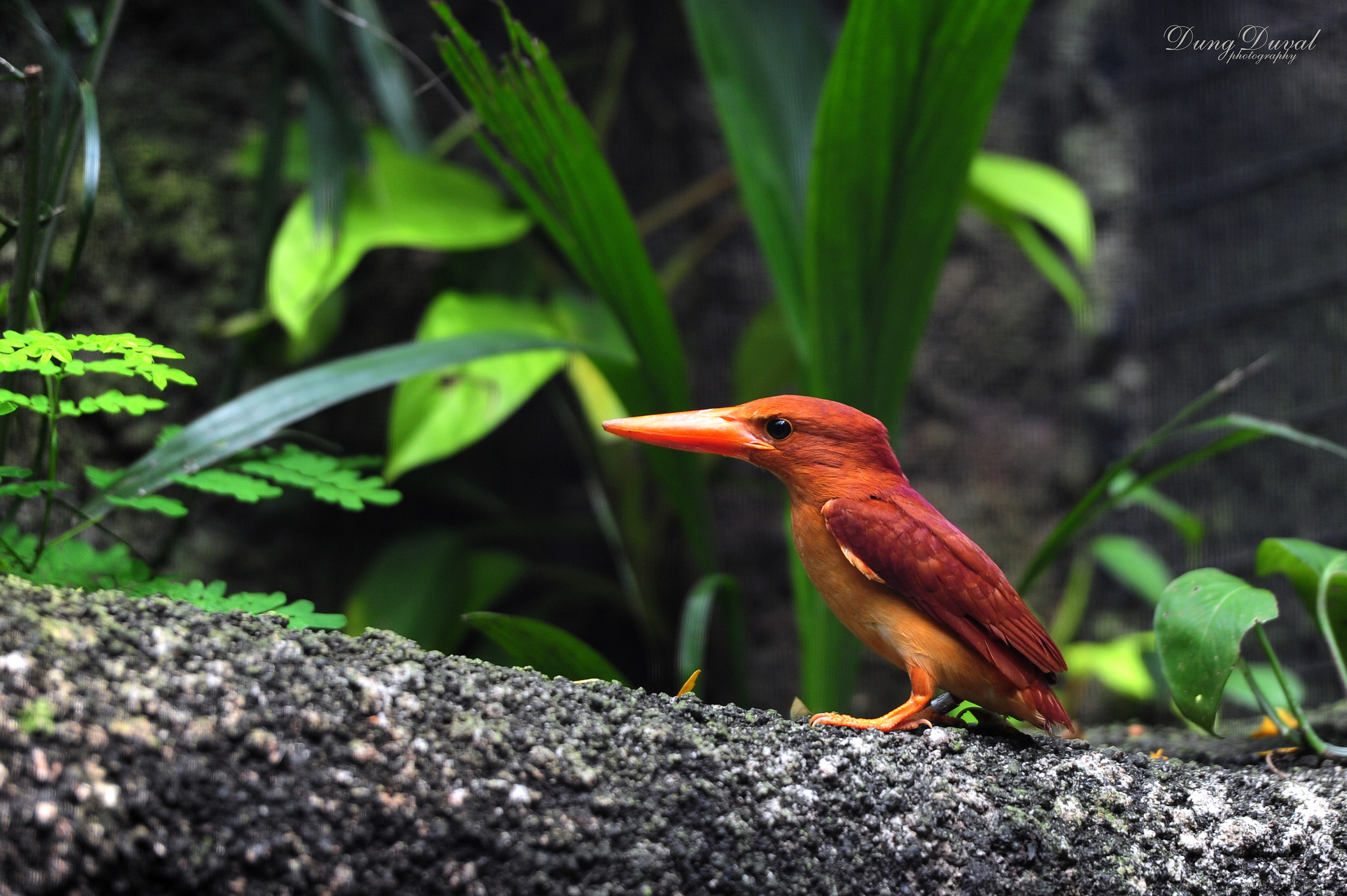 Baixe gratuitamente a imagem Animais, Aves, Pássaro na área de trabalho do seu PC