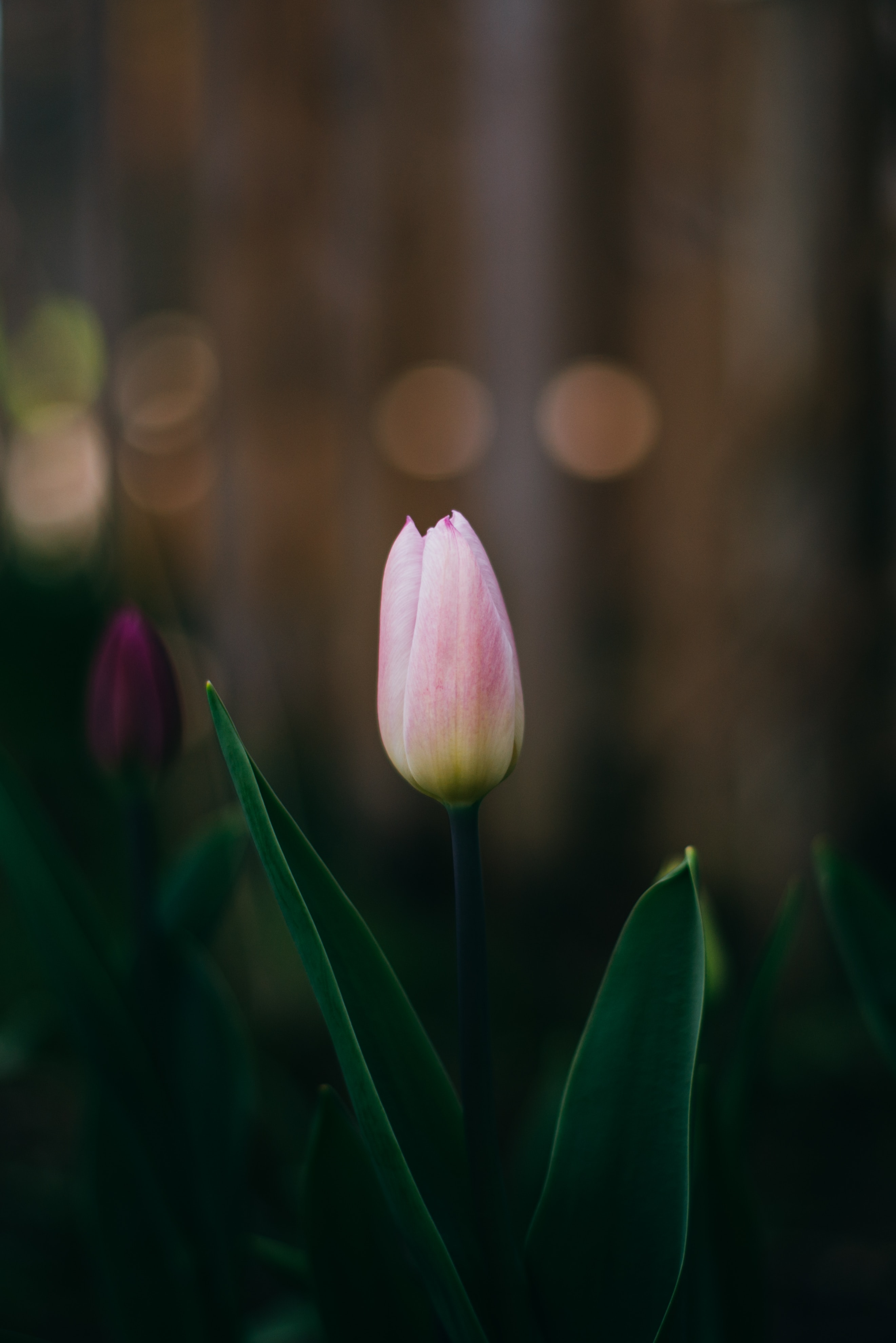 Free Tulip Background