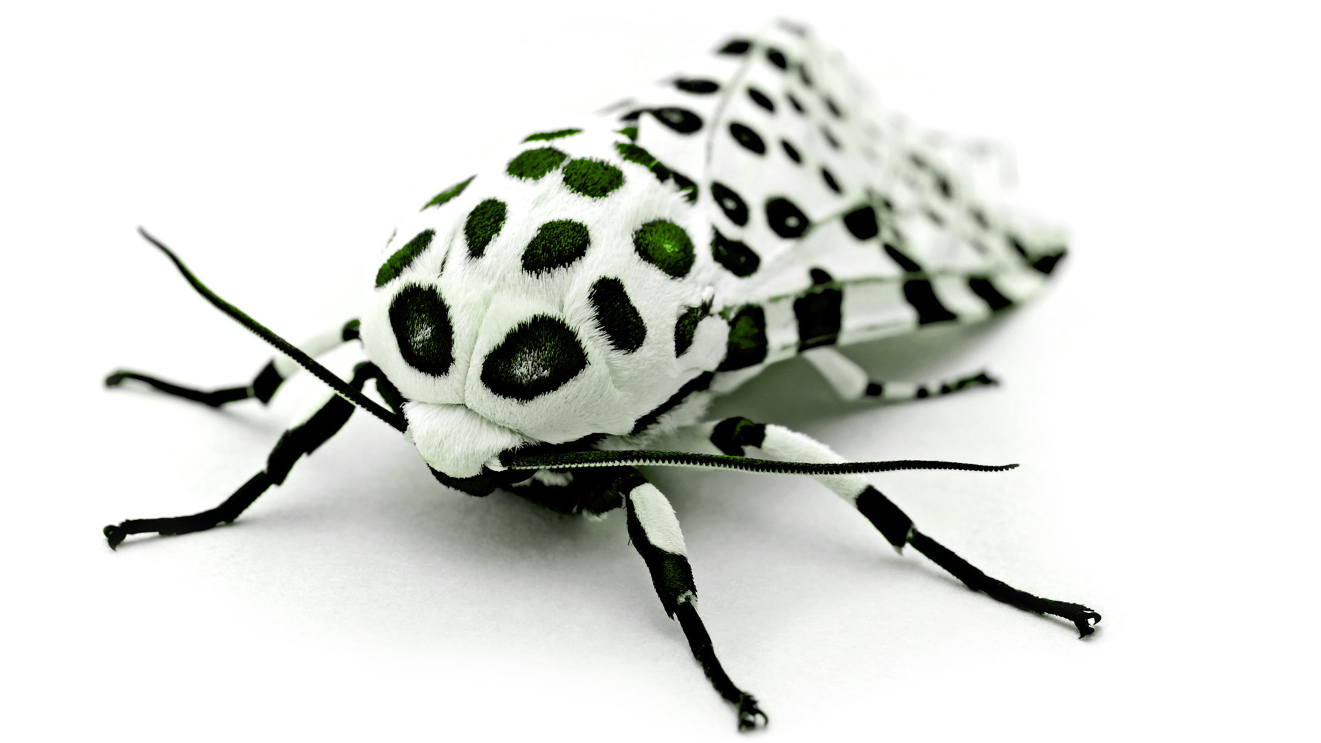 無料モバイル壁紙動物, 蛾をダウンロードします。