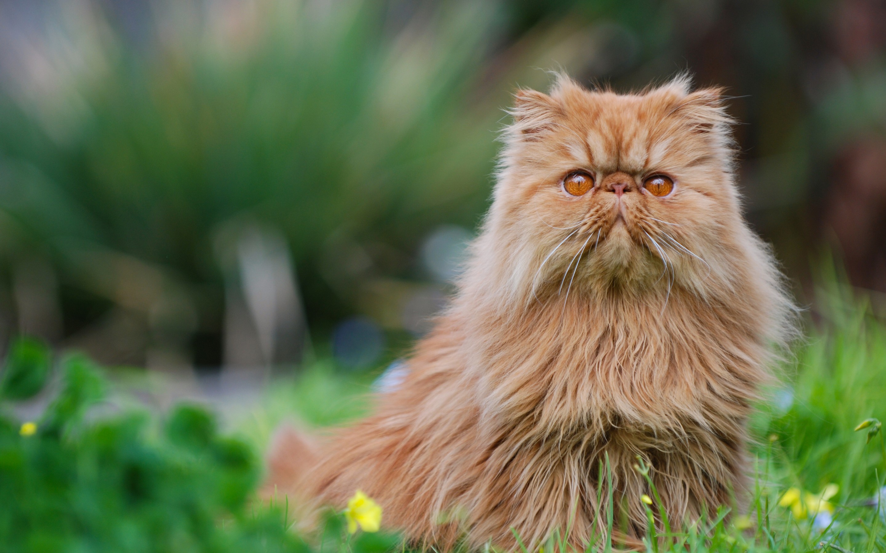 384096 скачать обои персидская кошка, животные, кот, кошки - заставки и картинки бесплатно