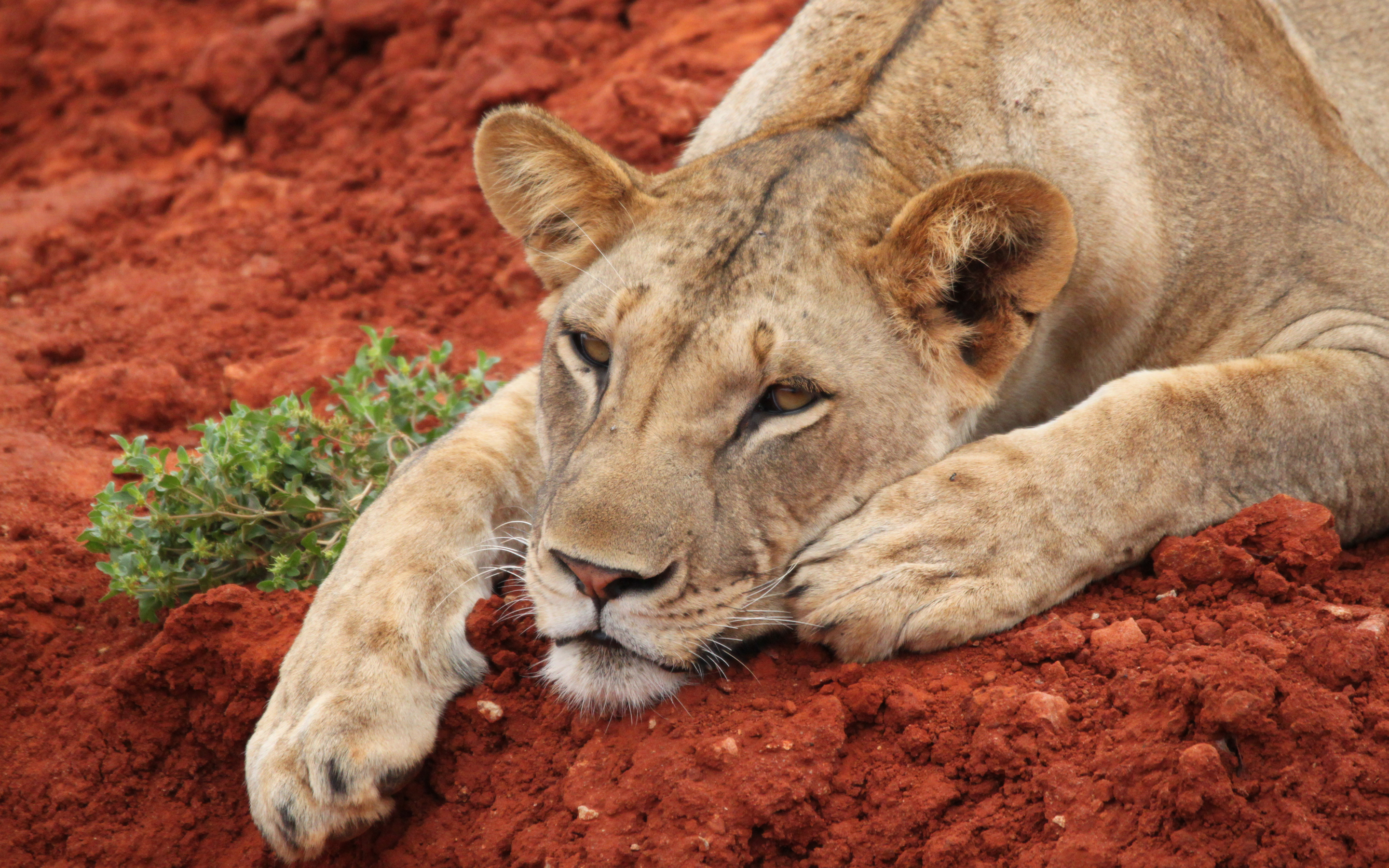 Téléchargez gratuitement l'image Animaux, Chats, Lion sur le bureau de votre PC