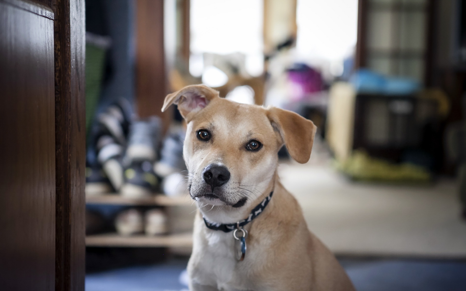 Handy-Wallpaper Tiere, Hunde, Hund, Nahansicht, Gesicht kostenlos herunterladen.