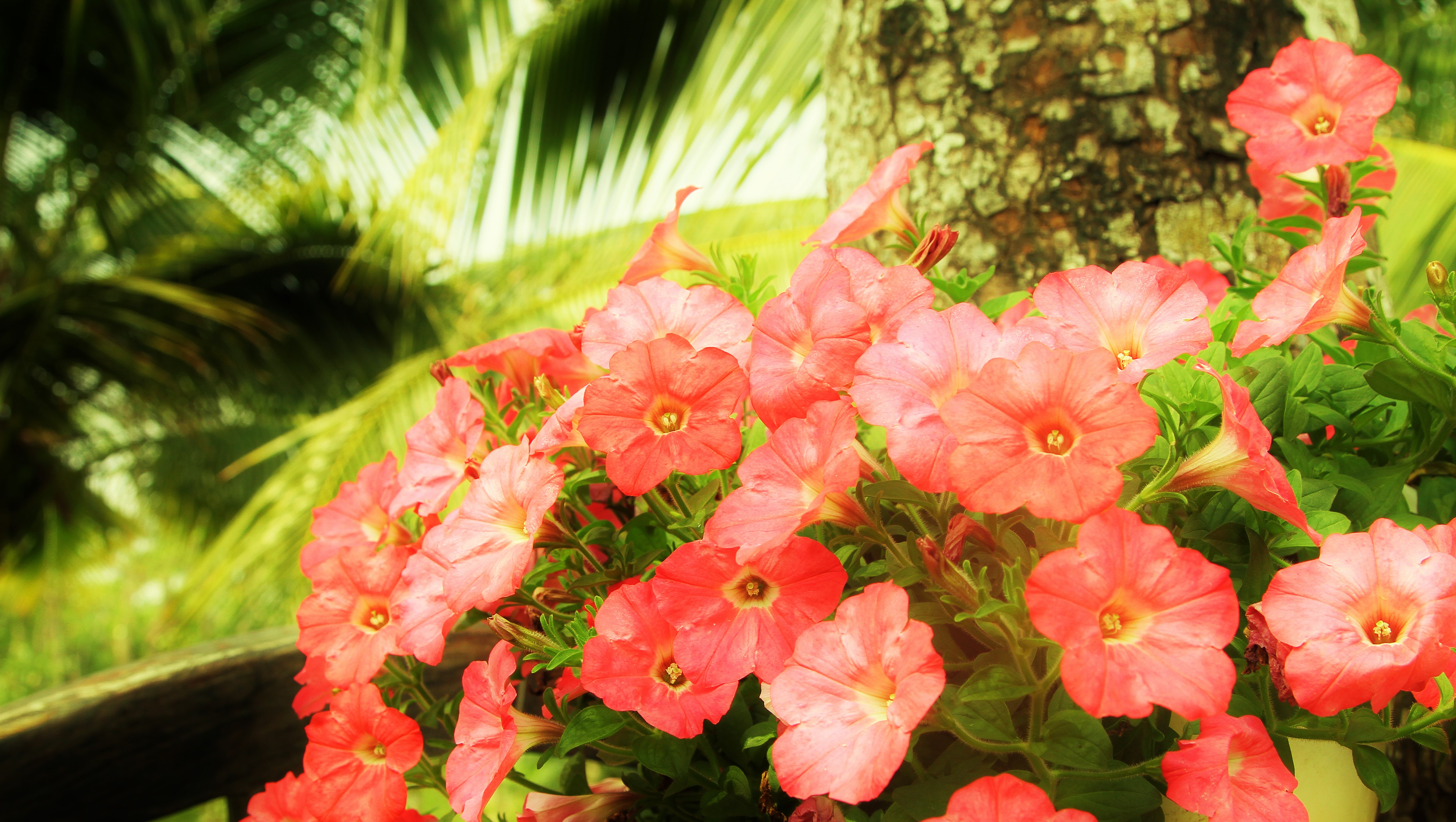 Baixe gratuitamente a imagem Natureza, Flores, Flor, Terra/natureza na área de trabalho do seu PC