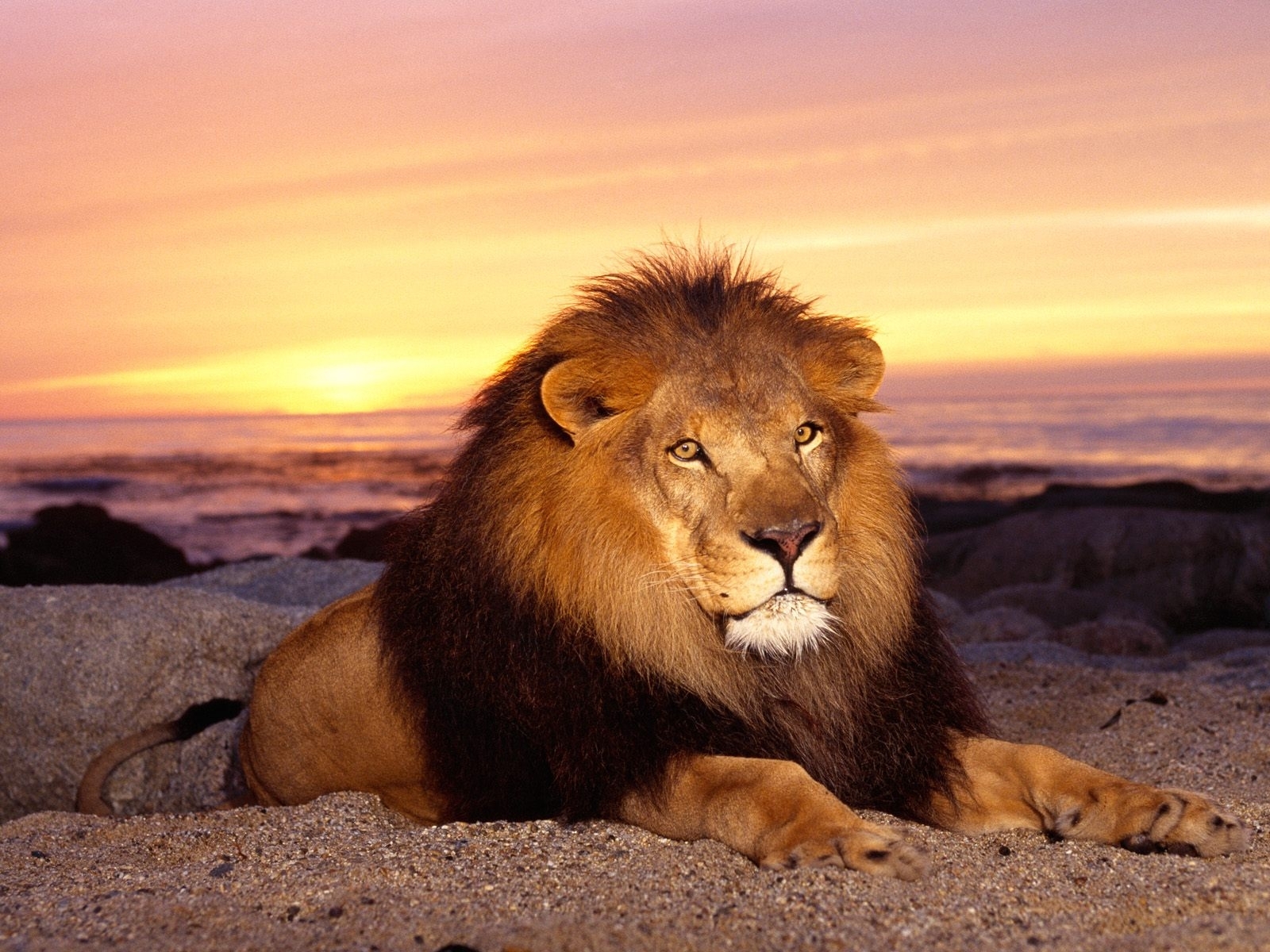 5357 Bild herunterladen tiere, lions, orange - Hintergrundbilder und Bildschirmschoner kostenlos