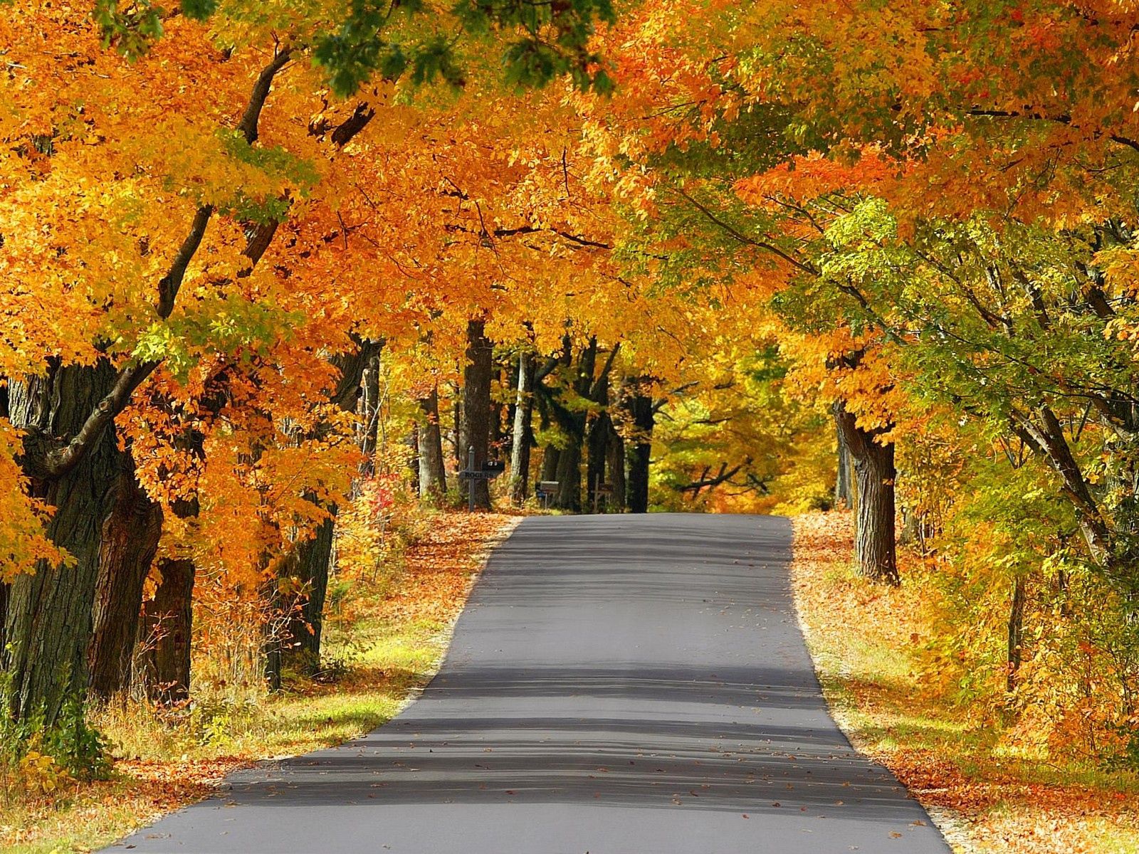 Desktop FHD alley, nature, trees, autumn, road, asphalt, wisconsin